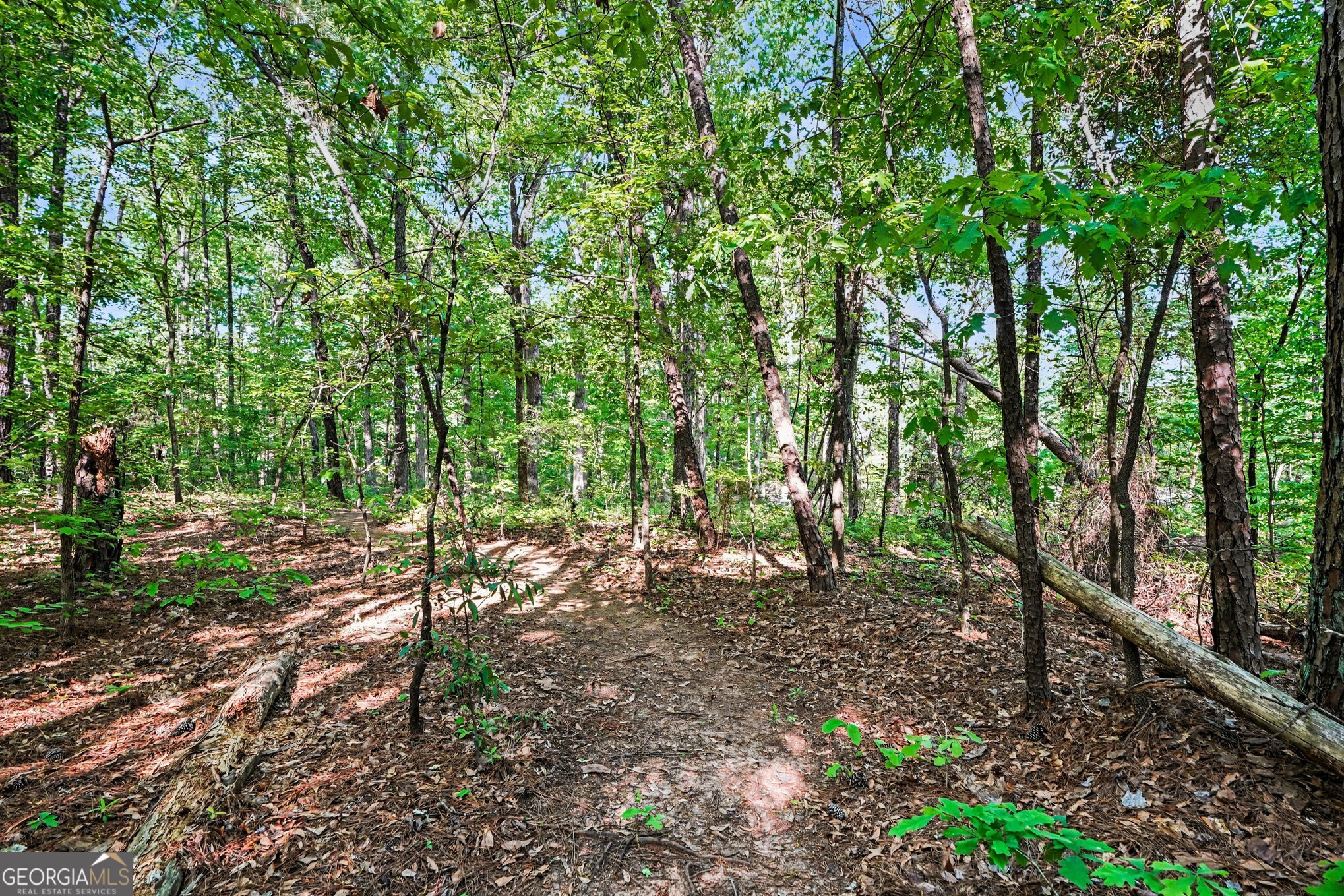a view of a forest with trees in the background