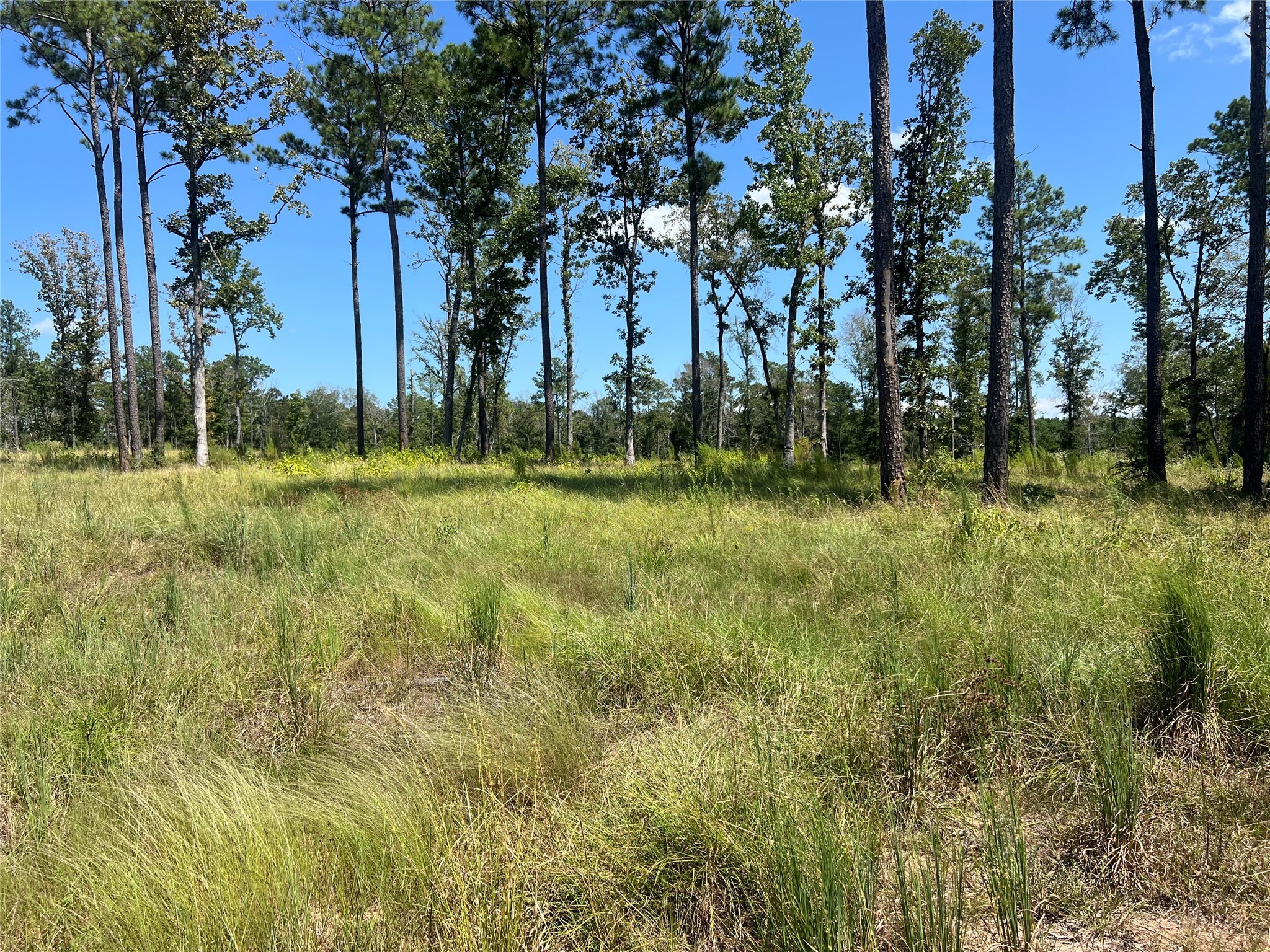 3 3152nd Road Livingston, TX 77351 - Photo 11 of 17 a view of a park