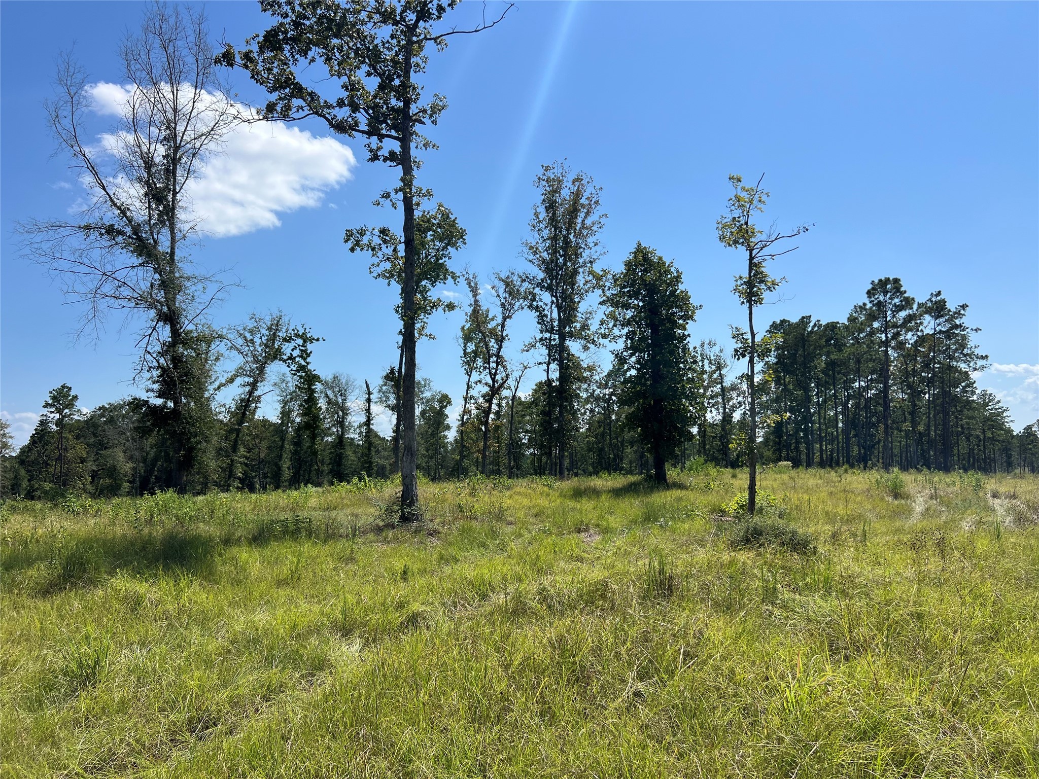 3 3152nd Road Livingston, TX 77351 - Photo 16 of 17 a view of outdoor space with a garden and trees