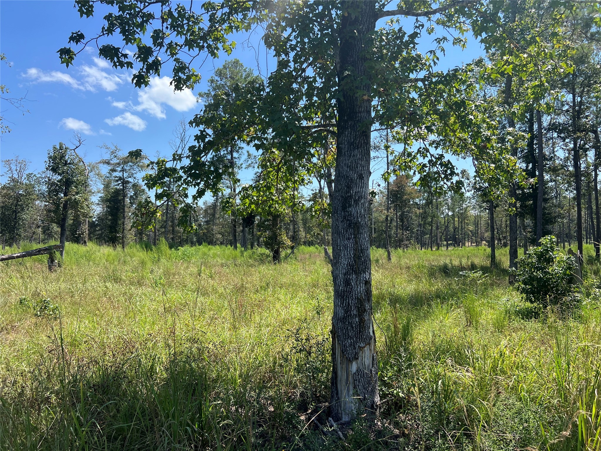 3 3152nd Road Livingston, TX 77351 - Photo 2 of 17 a view of a garden