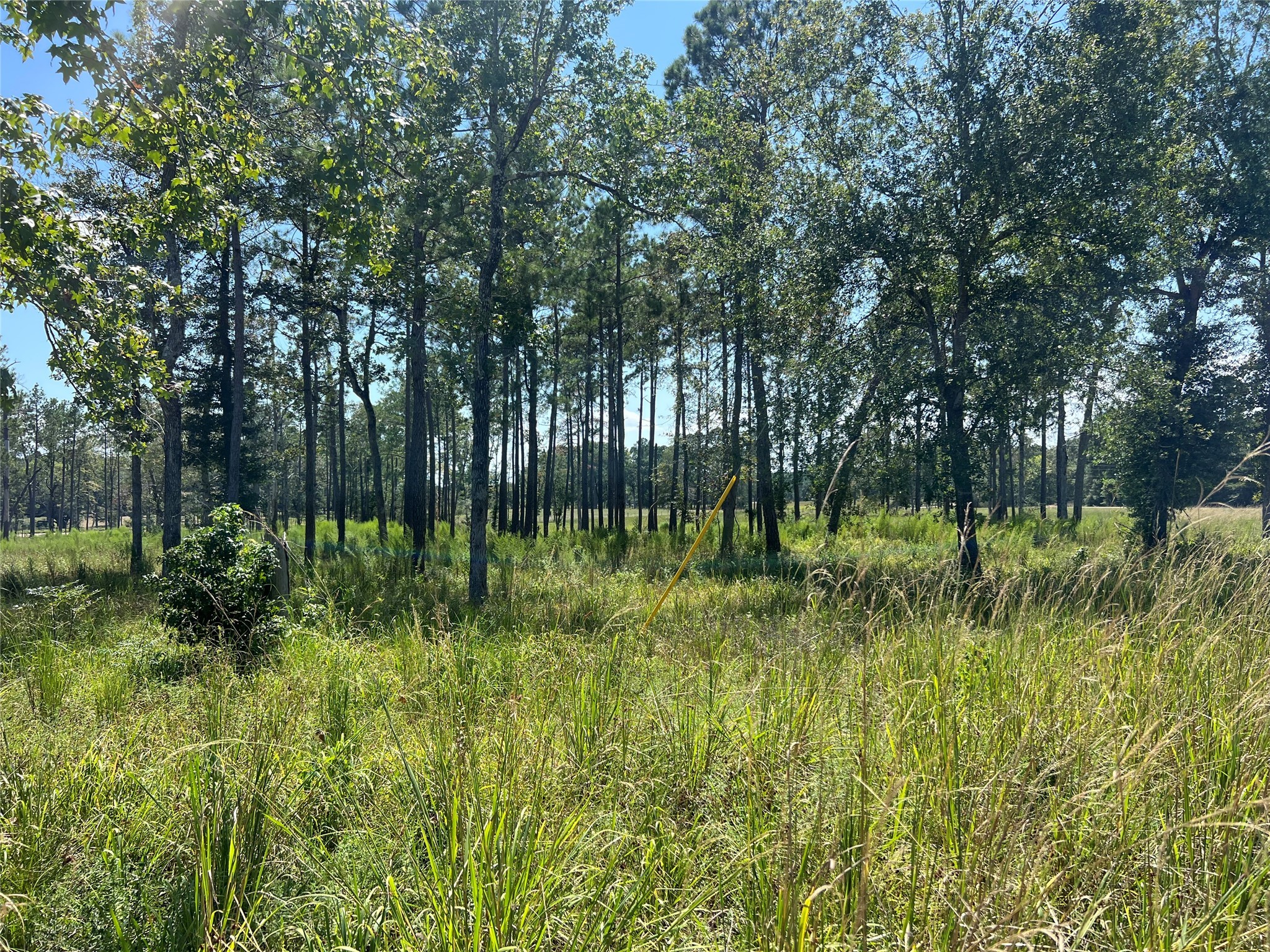 3 3152nd Road Livingston, TX 77351 - Photo 3 of 17 a view of lush green forest