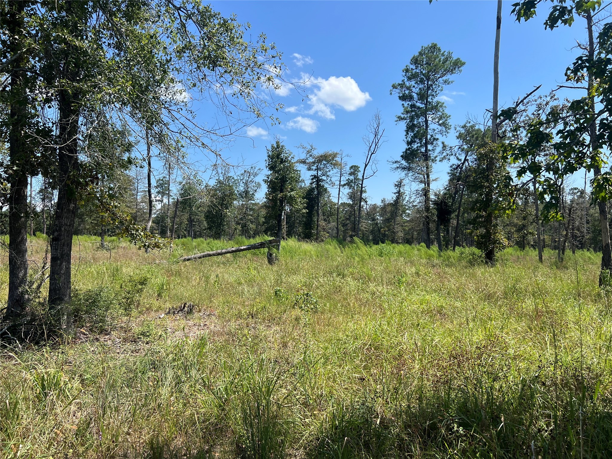 3 3152nd Road Livingston, TX 77351 - Photo 4 of 17 a view of a garden