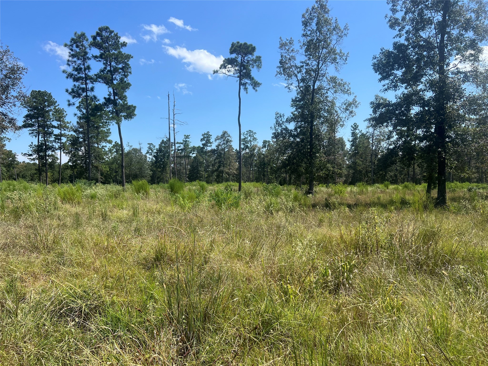 3 3152nd Road Livingston, TX 77351 - Photo 5 of 17 a view of a field with a tree