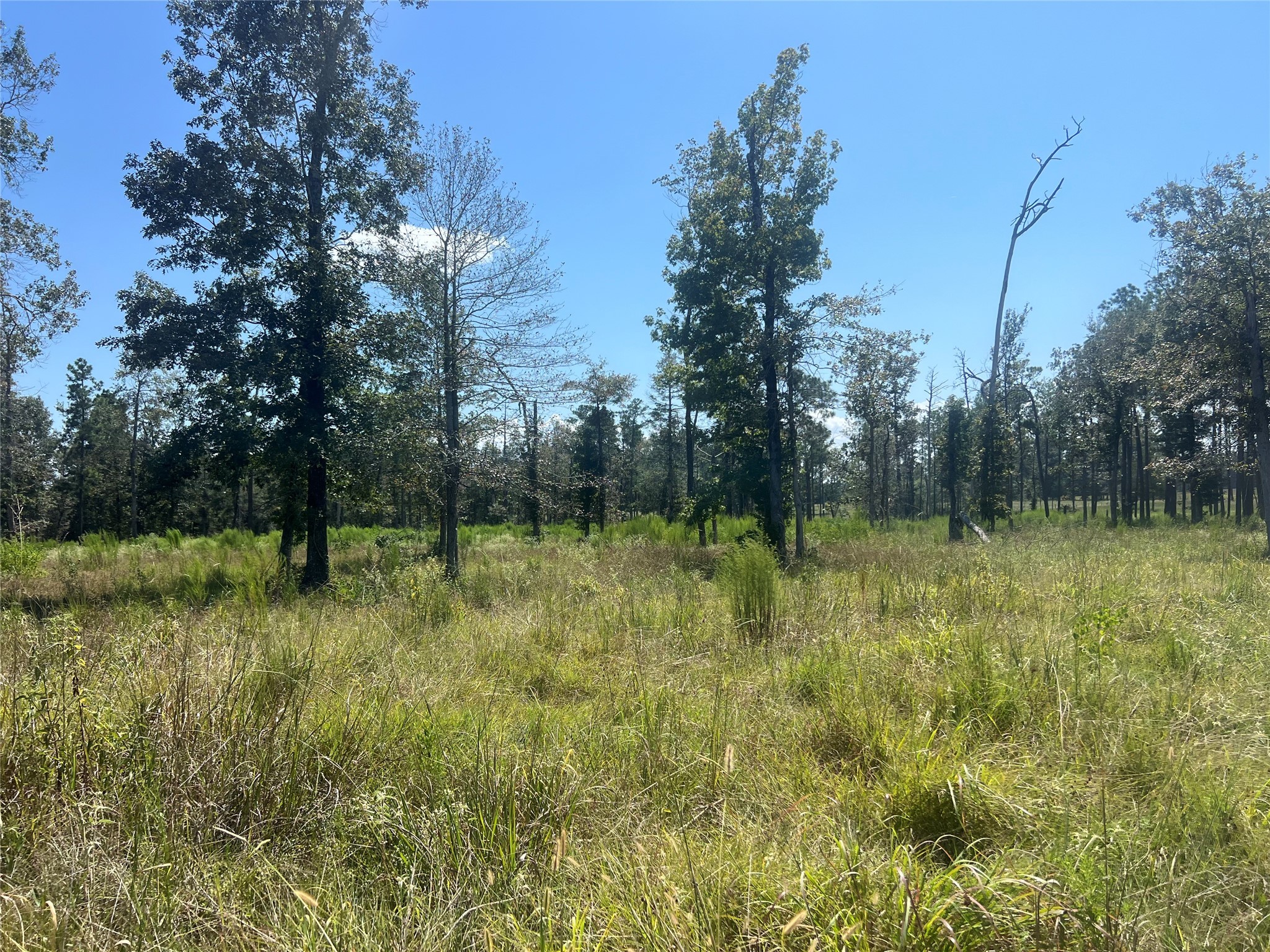 3 3152nd Road Livingston, TX 77351 - Photo 6 of 17 a view of a garden