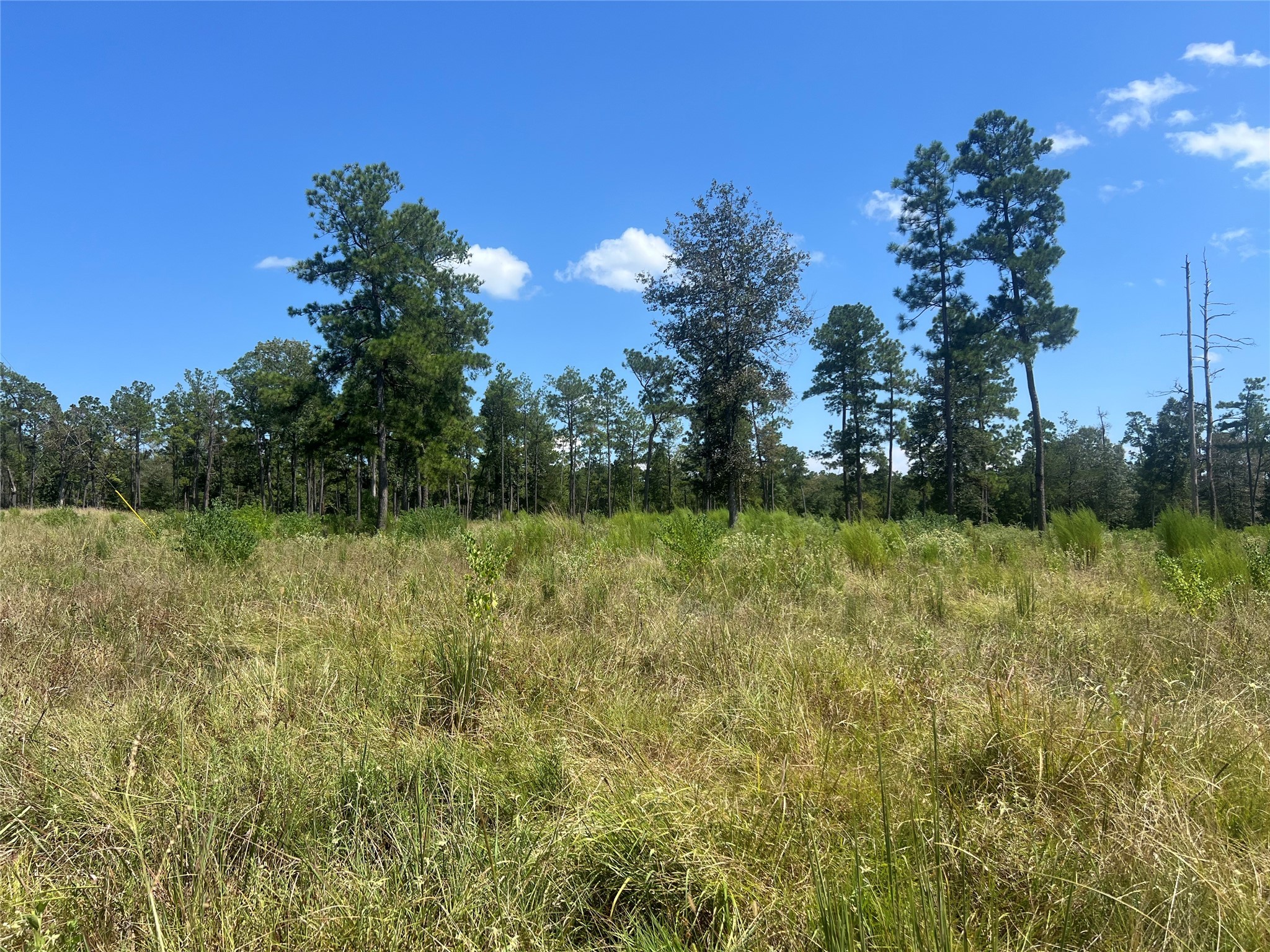 3 3152nd Road Livingston, TX 77351 - Photo 7 of 17 a yard with yellow house in front of it