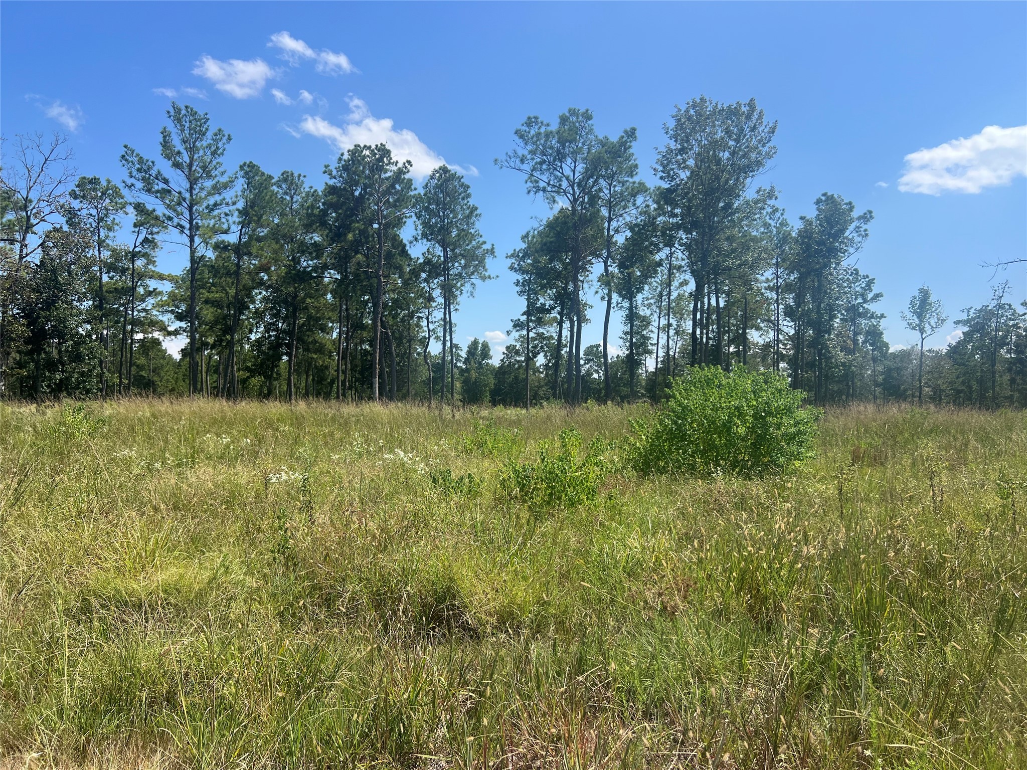 3 3152nd Road Livingston, TX 77351 - Photo 8 of 17 a view of a garden from a lake