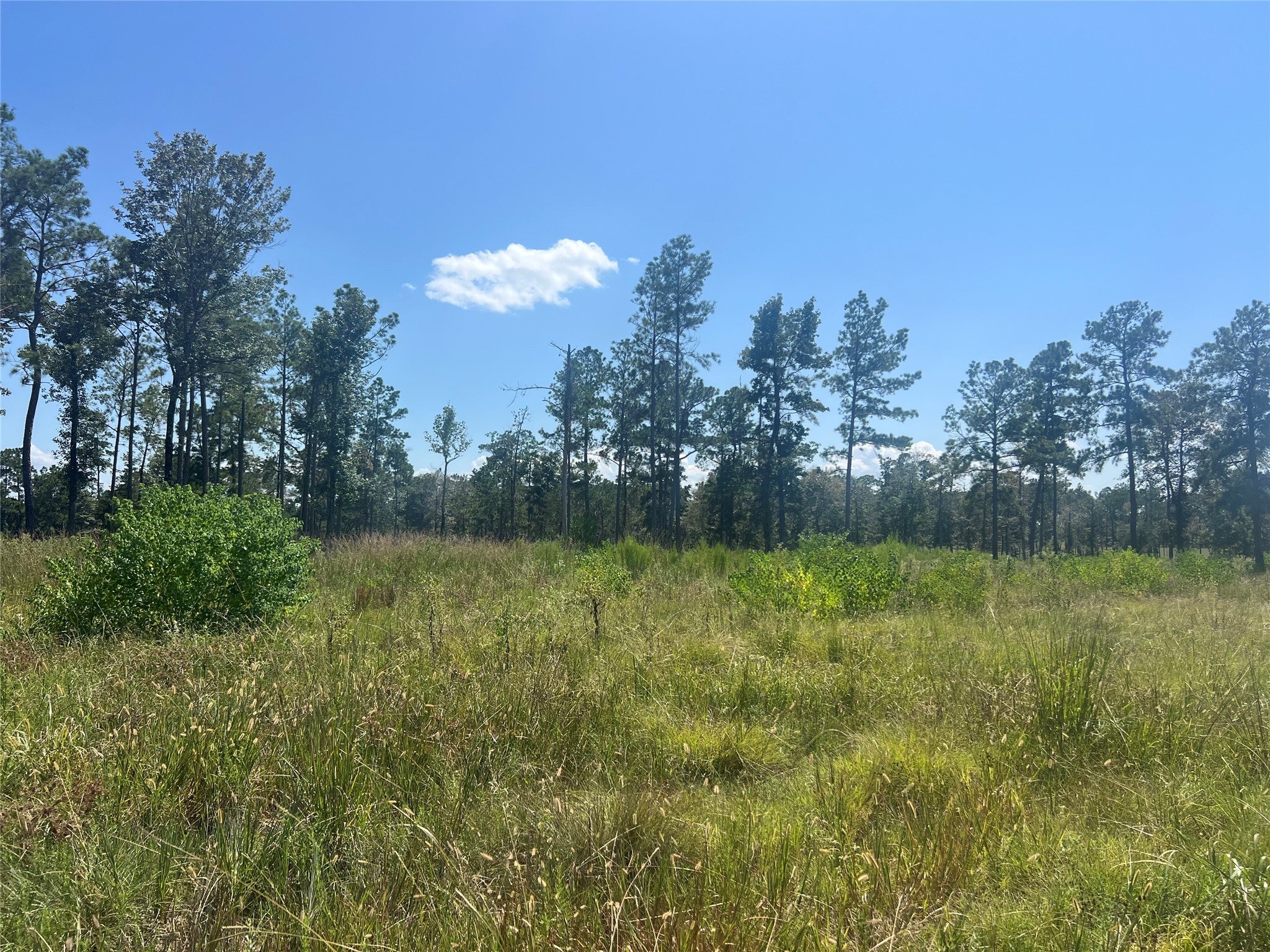 3 3152nd Road Livingston, TX 77351 - Photo 9 of 17 a yard with swimming pool and trees