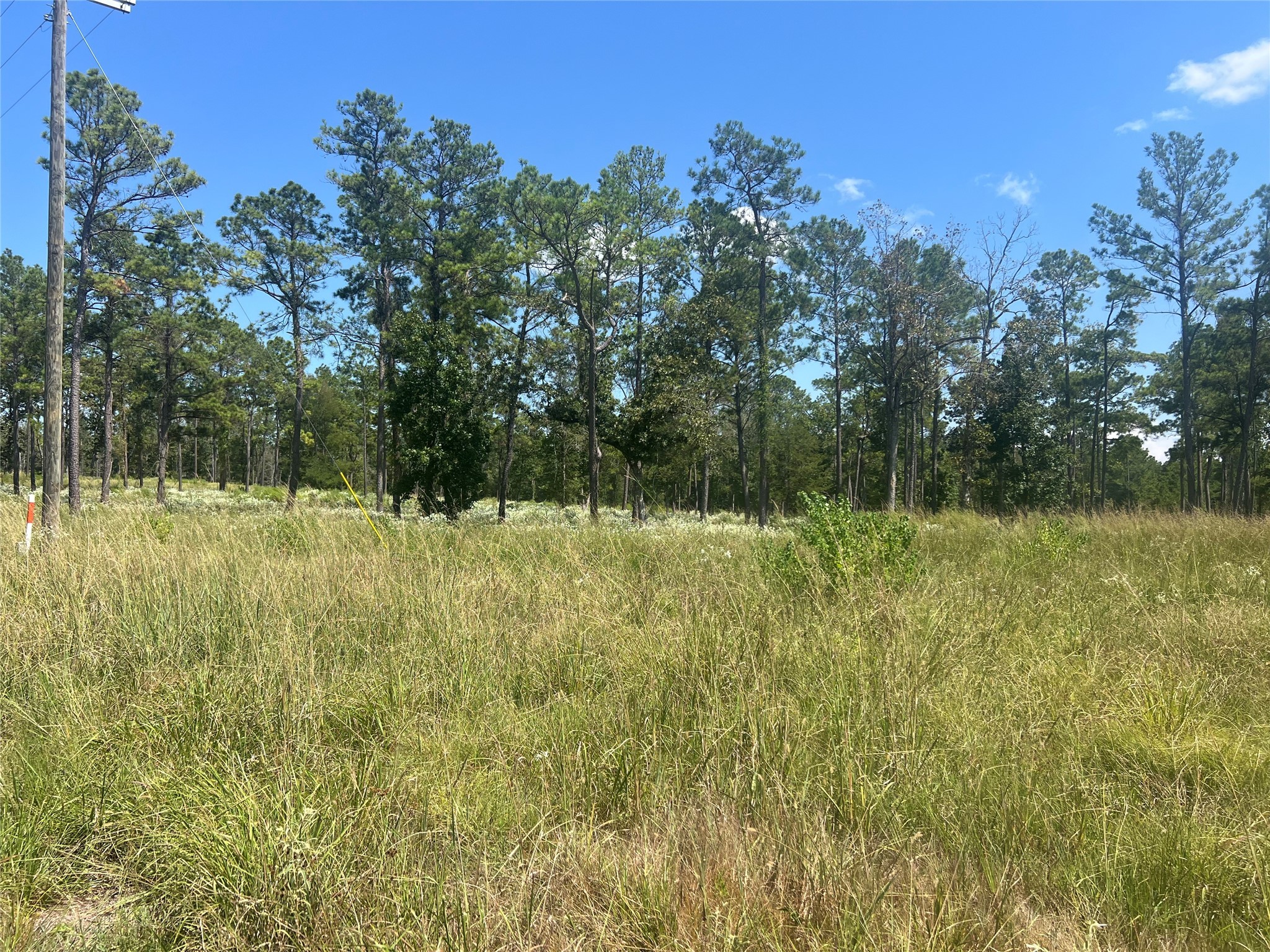 3 3152nd Road Livingston, TX 77351 - Photo 10 of 17 a view of a yard with a tree