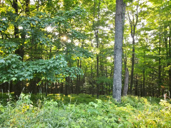 $125,000 | Lot 1 Eagles Nest, Phelps, WI 54554