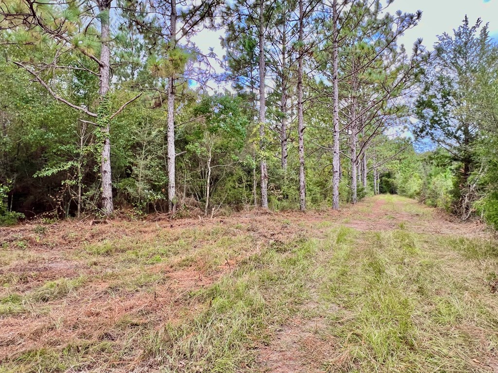 202-acres Columbus Holley Road Samson, AL 36477 - Photo 31 of 50