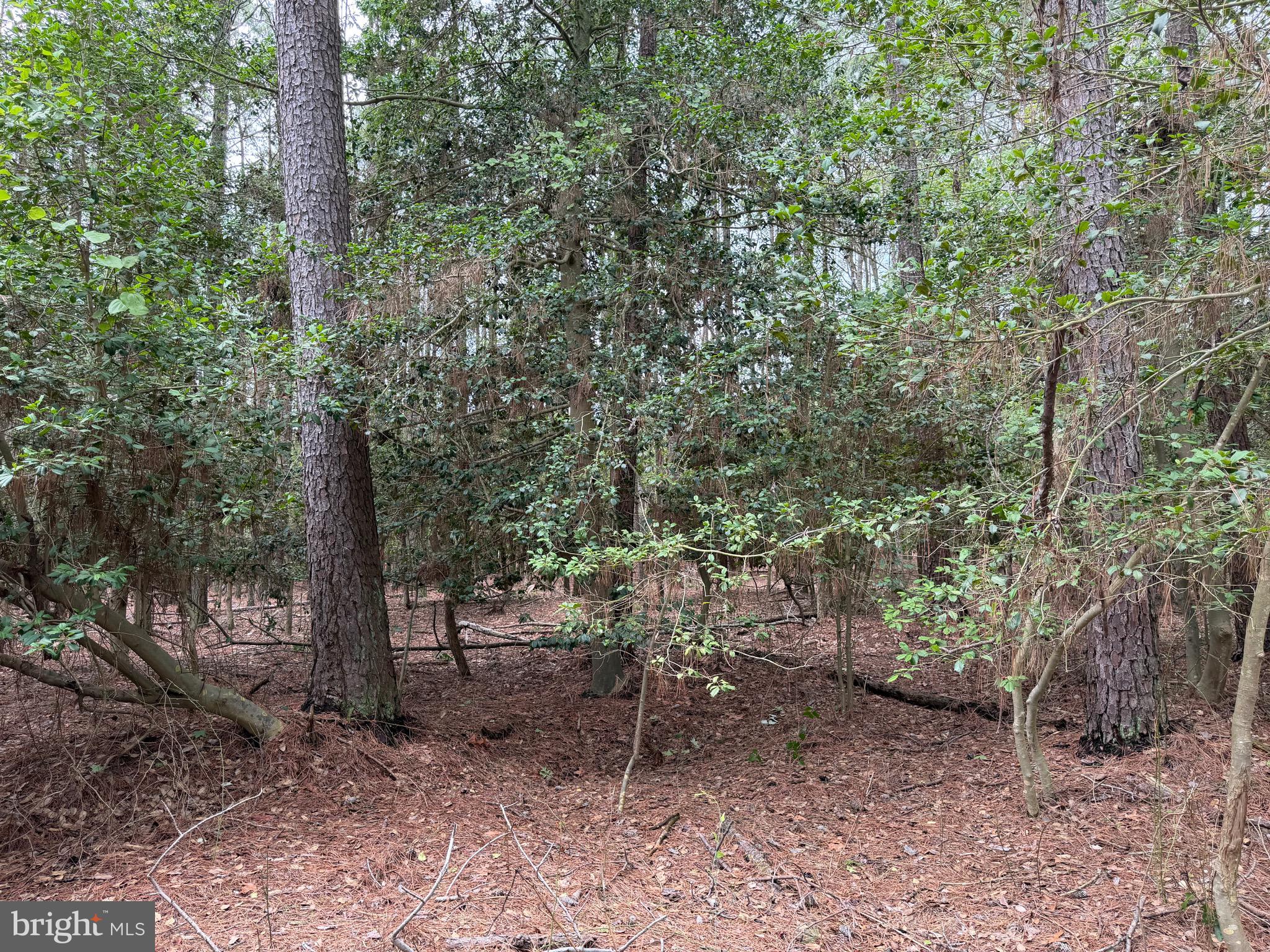 0 Hooper Neck Road Madison, MD 21648 - Photo 64 of 129