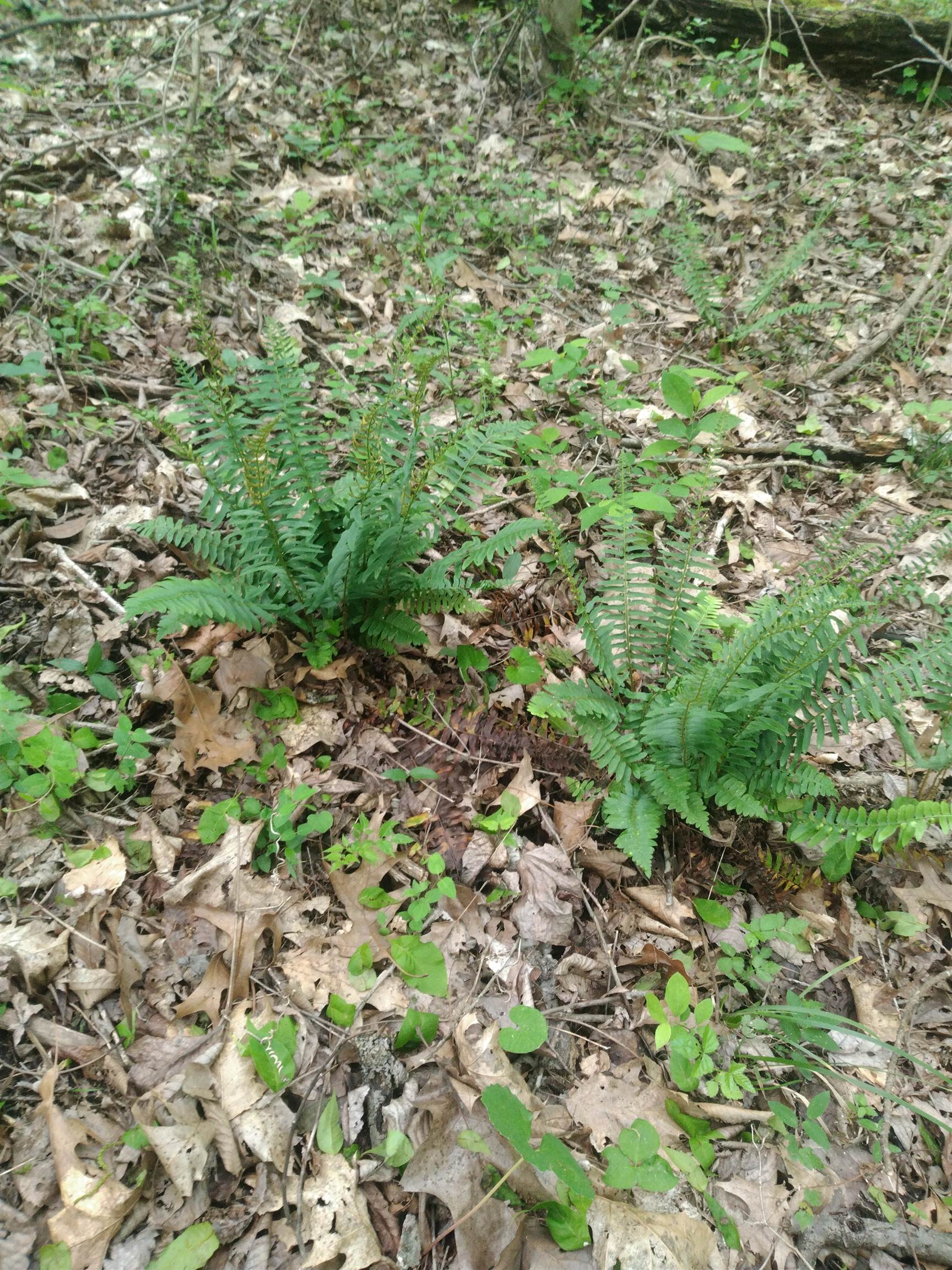 3769 Old Union Road Ironton, OH 45638 - Photo 10 of 13 Gallery Image 10