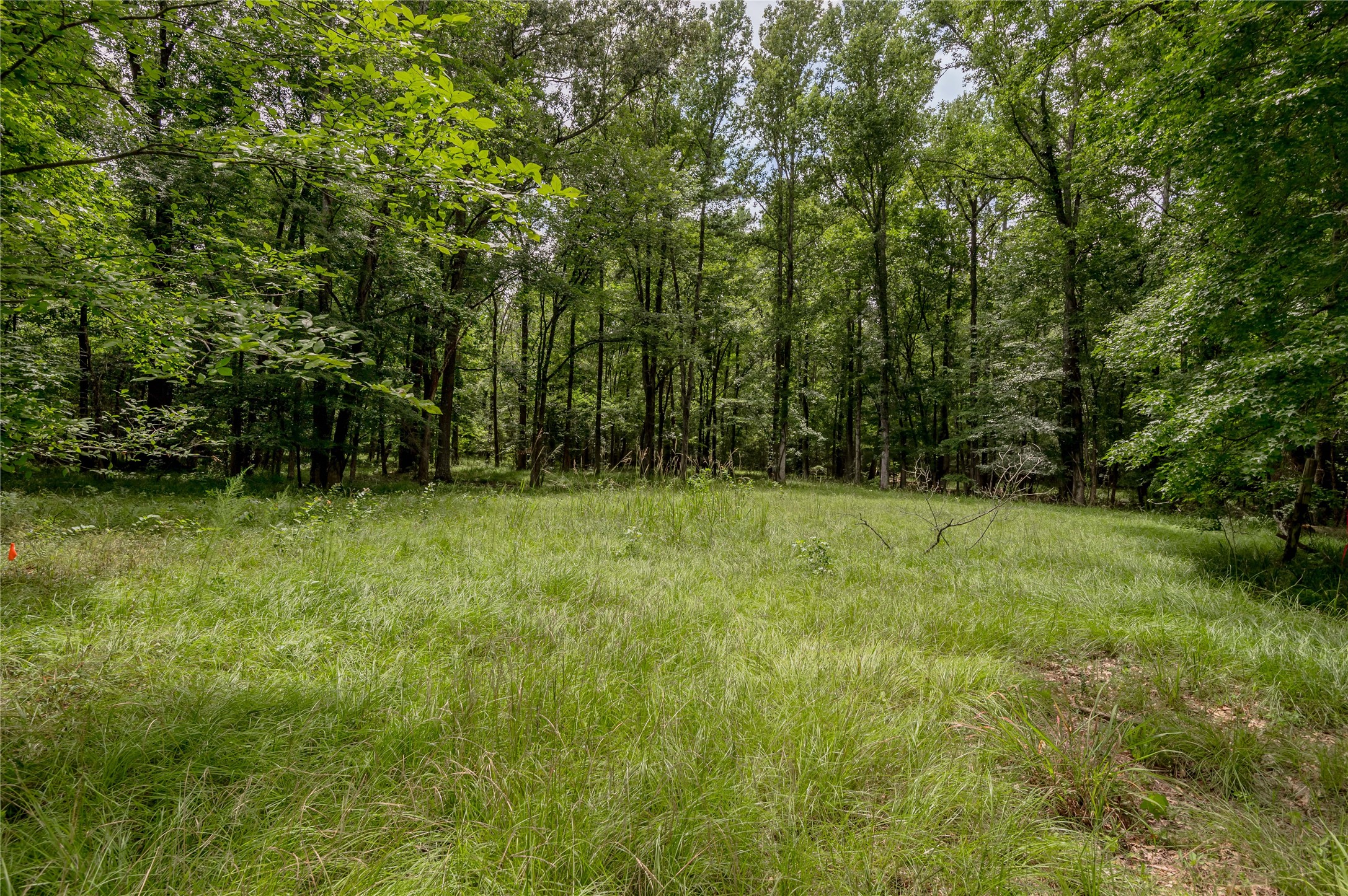 438 Cody Road Trinity, TX 75862 - Photo 15 of 50 Clearing, surrounded by tall, mature trees, perfect for privacy and nature enthusiasts.