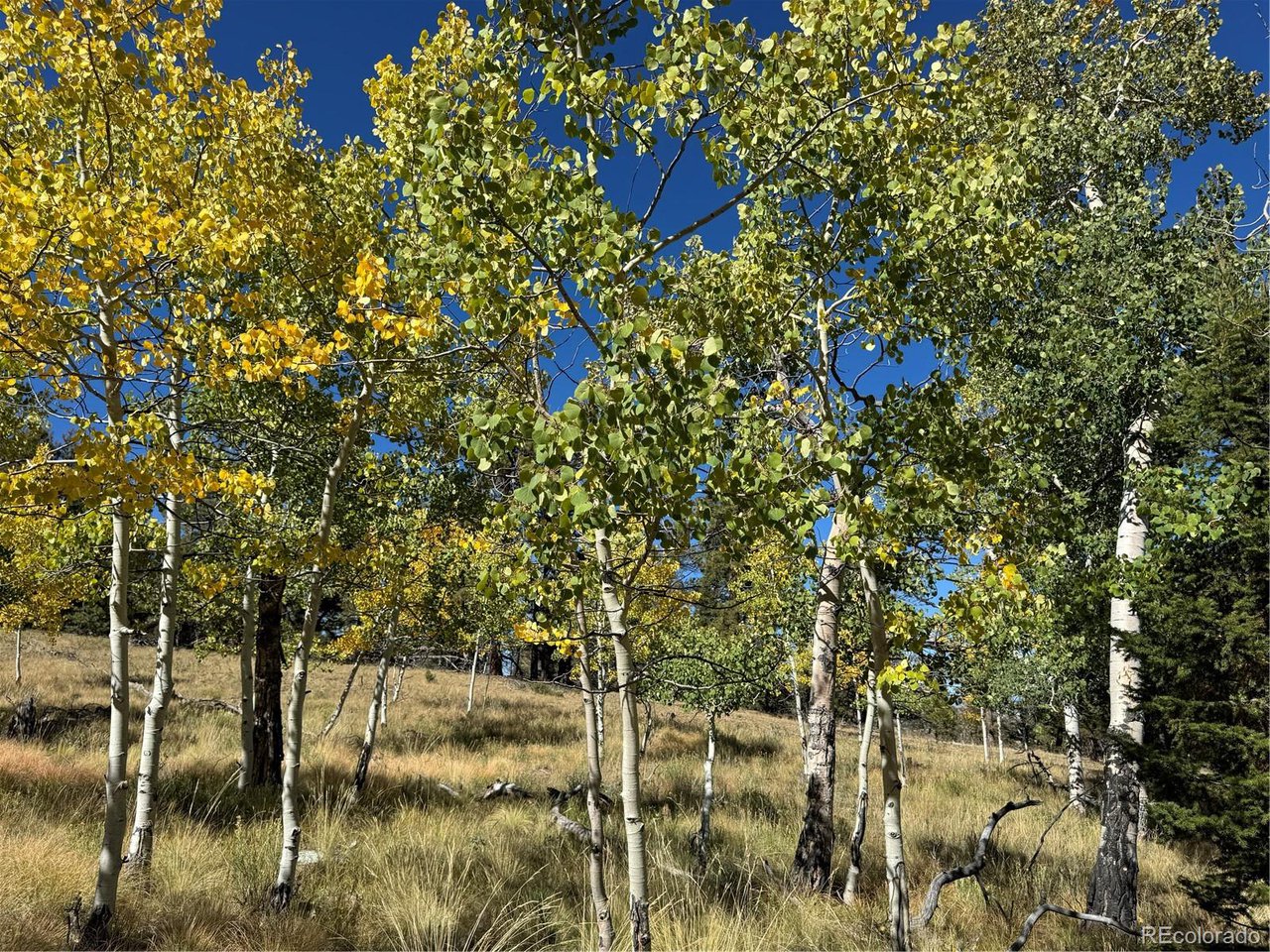 2046 Bellows Road Hartsel, CO 80449 - Photo 2 of 6 a picture of a tree