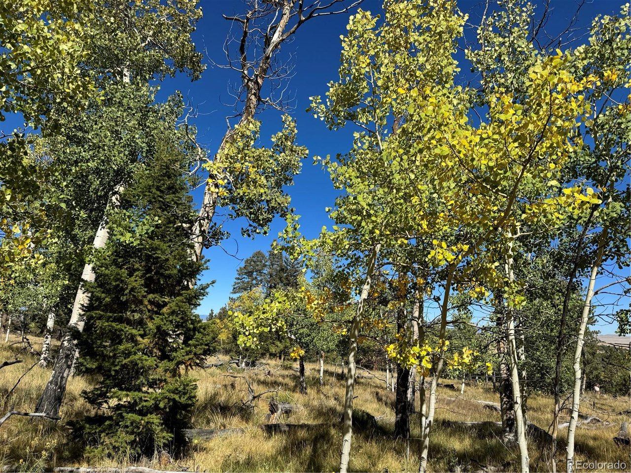 2046 Bellows Road Hartsel, CO 80449 - Photo 3 of 6 a picture of tree