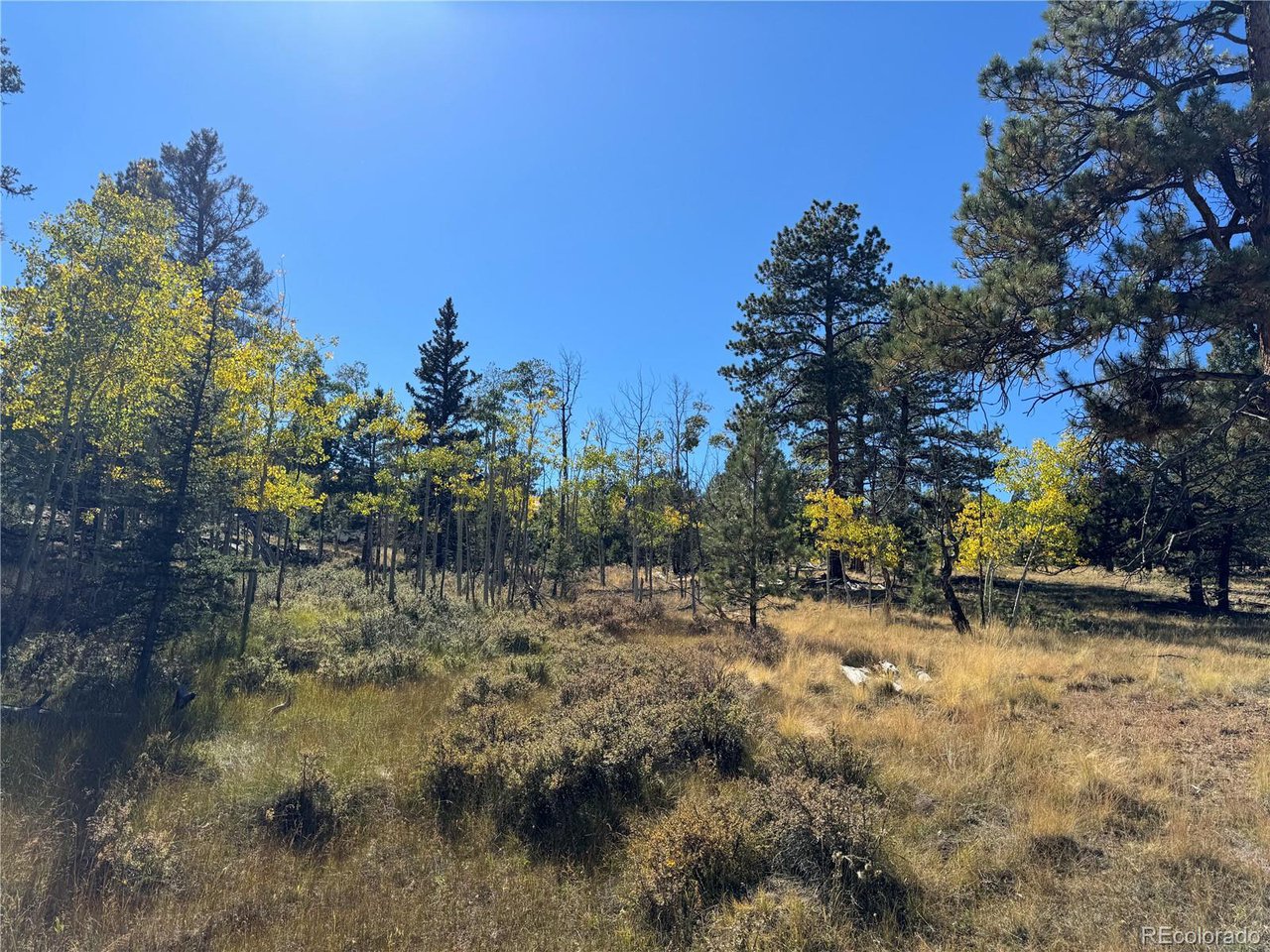 2046 Bellows Road Hartsel, CO 80449 - Photo 4 of 6 a view of a yard with a tree