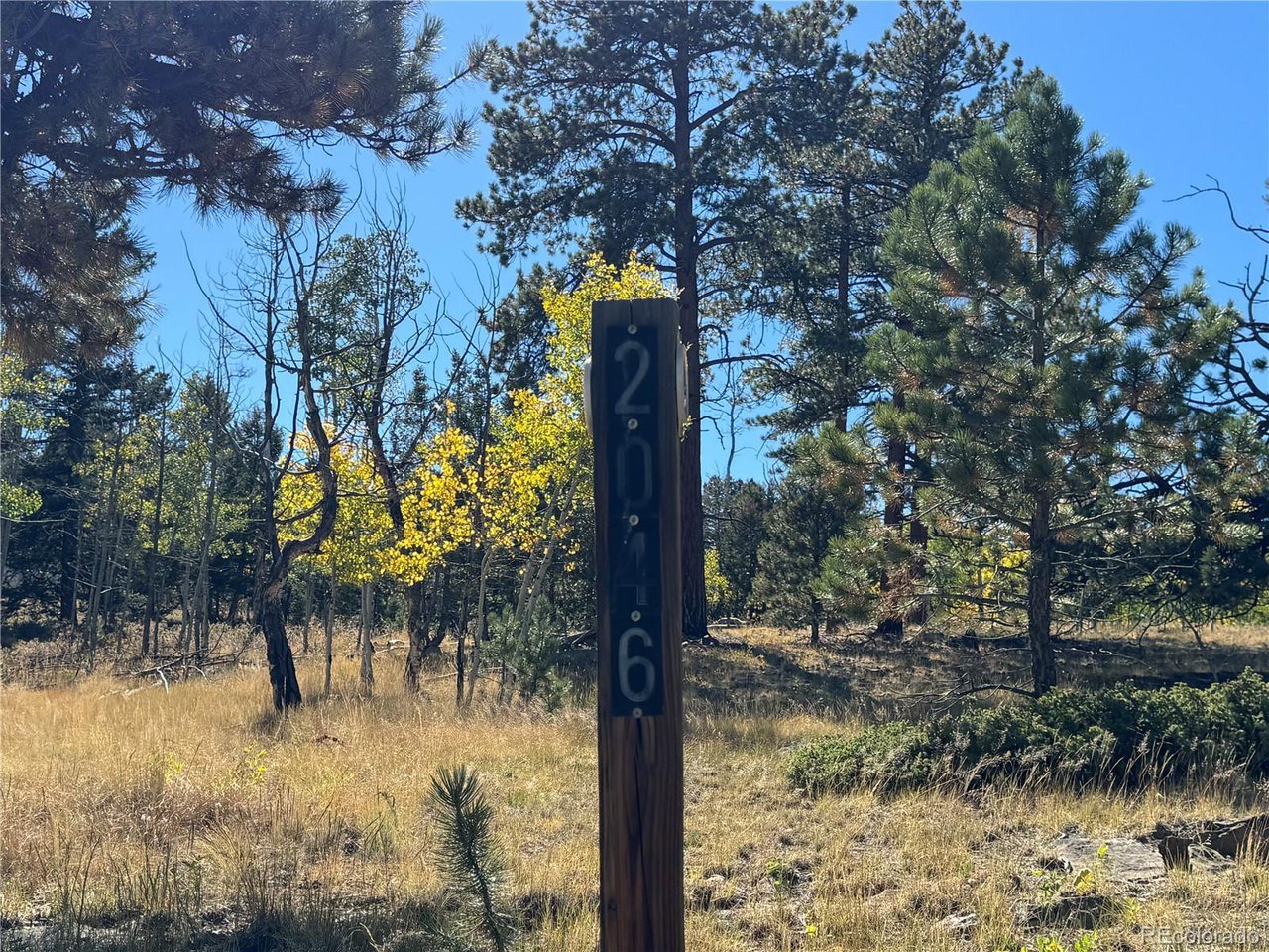 2046 Bellows Road Hartsel, CO 80449 - Photo 5 of 6 a view of a yard with tree s
