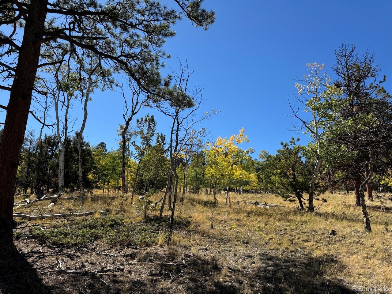 2046 Bellows Road Hartsel, CO 80449 - Photo 6 of 6 a view of a yard with a tree