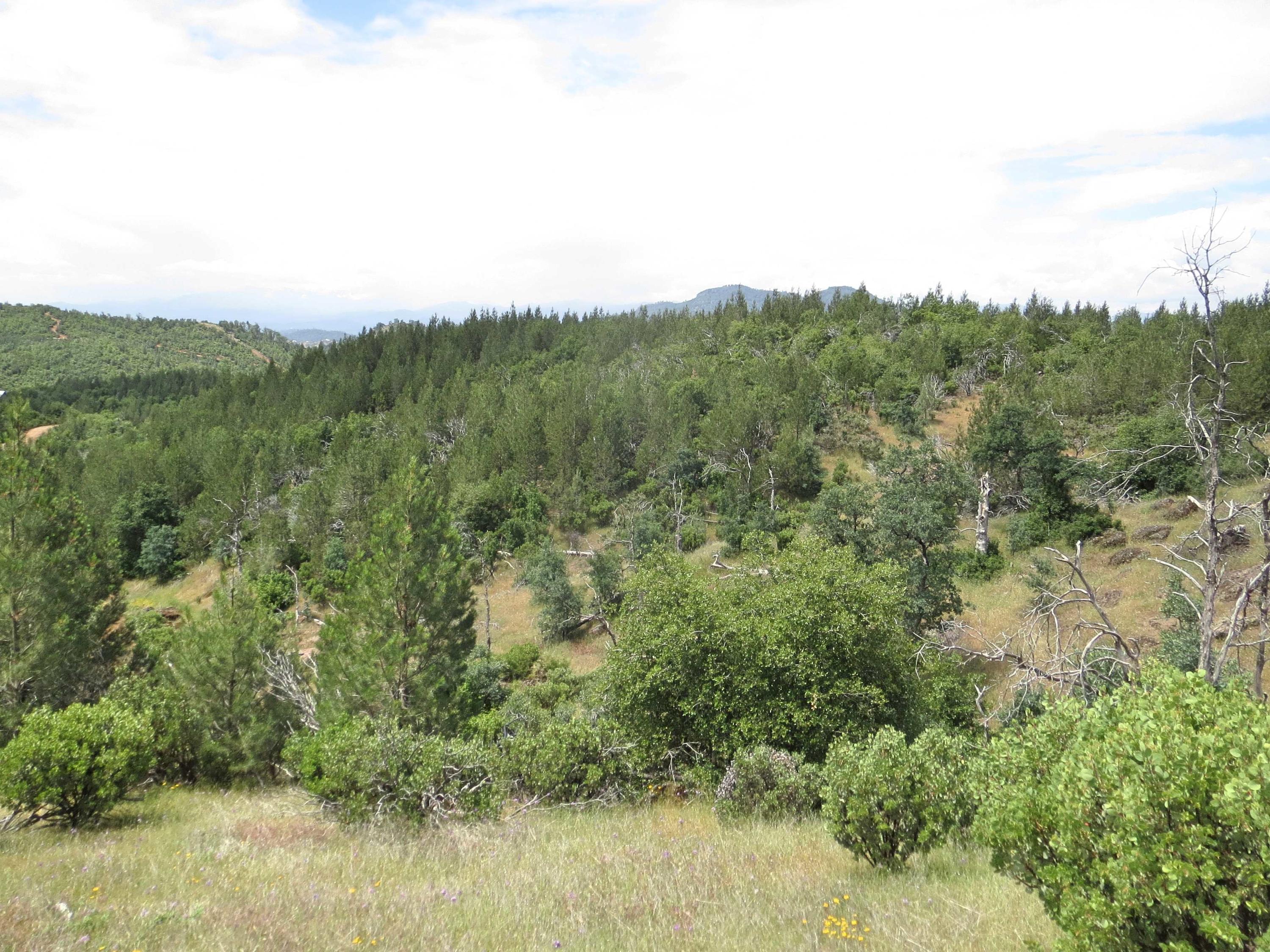 20-acres 20-acres Backbone Ridge Road Bella Vista, CA 96008 - Photo 1 of 8 Looking west over property