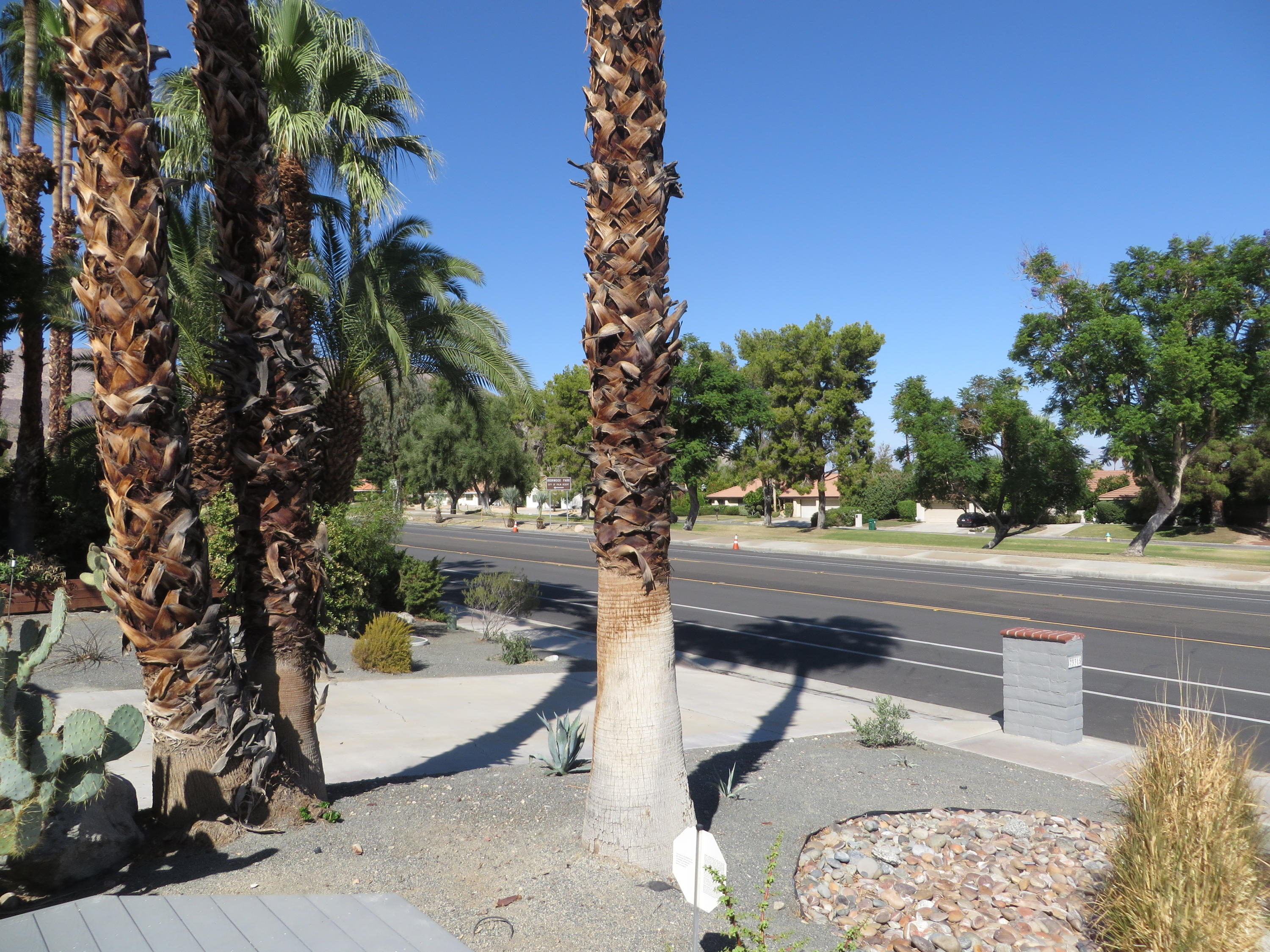 73315 Haystack Road Palm Desert, CA 92260 - Photo 30 of 32 a view of a yard in front of house