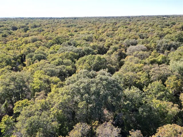 a view of a forest with a street