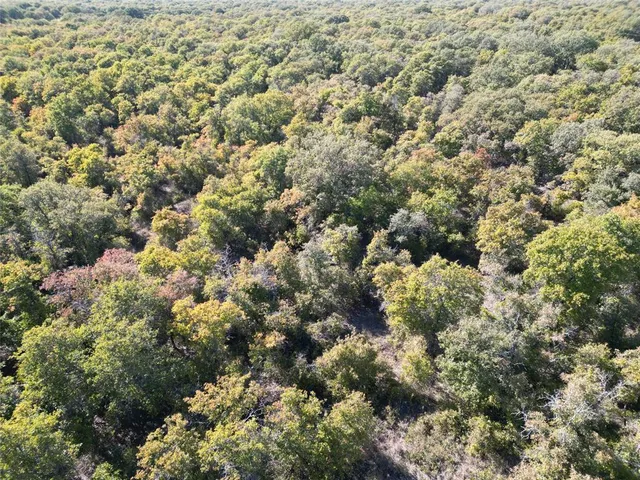 a view of a forest with a tree