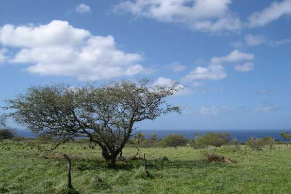 3 Puakea Bay Road Kamuela, HI 96743 - Photo 7 of 8 Gallery Image 7