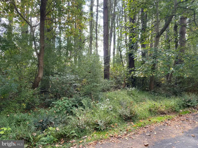 a view of a lush green forest