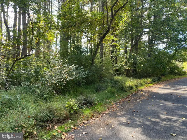 a view of a forest with trees