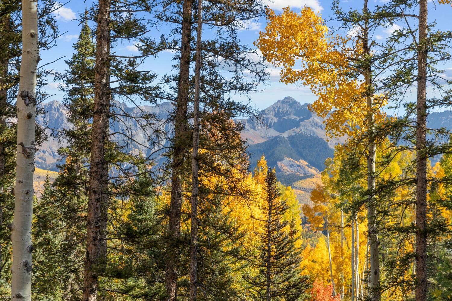 274 Benchmark Drive Mountain Village, CO 81435 - Photo 8 of 58 a view of a tree in a yard