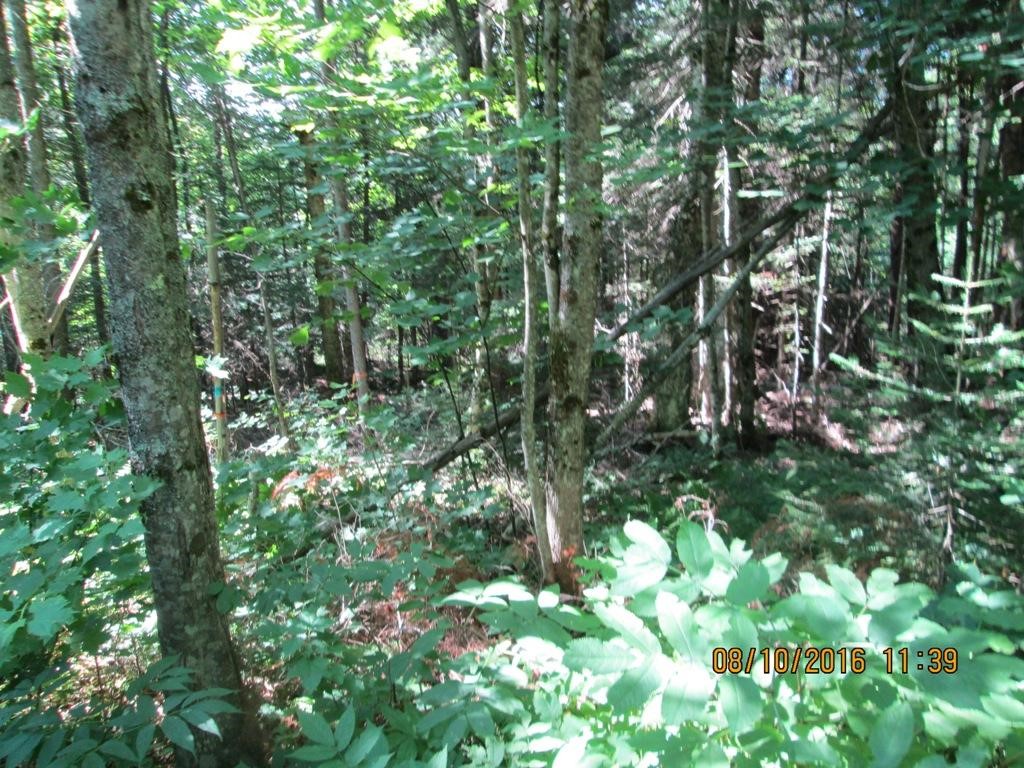 Lot # Cottage Road Canaan, VT 05903 - Photo 3 of 5