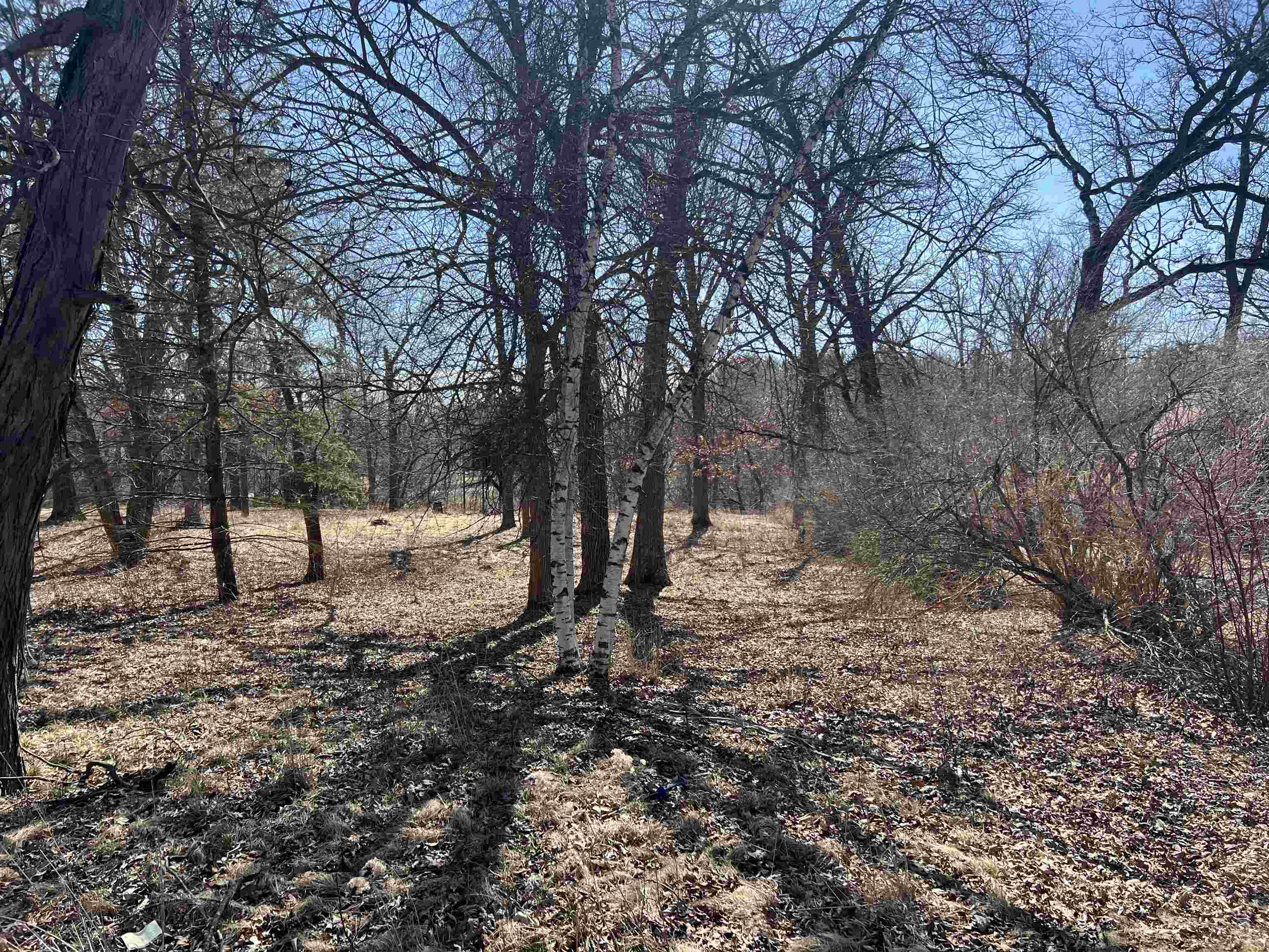 16524 Grove Creek Circle Pecatonica, IL 61063 - Photo 4 of 8 a view of a forest filled with trees