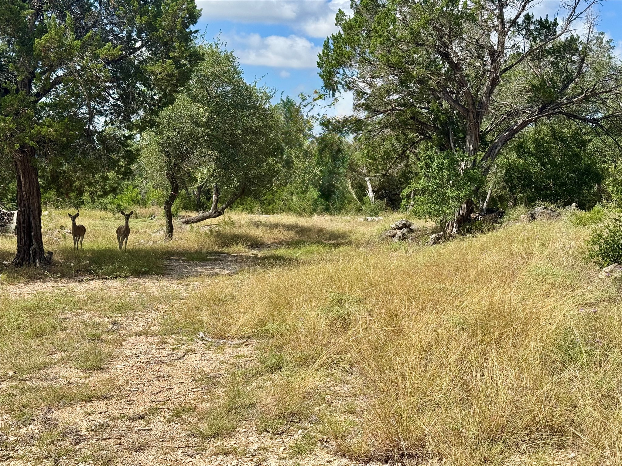 242 Landons Way Georgetown, TX 78633 - Photo 5 of 30 A tranquil natural setting with mature trees and a vast grassy field, perfect for a secluded retreat.