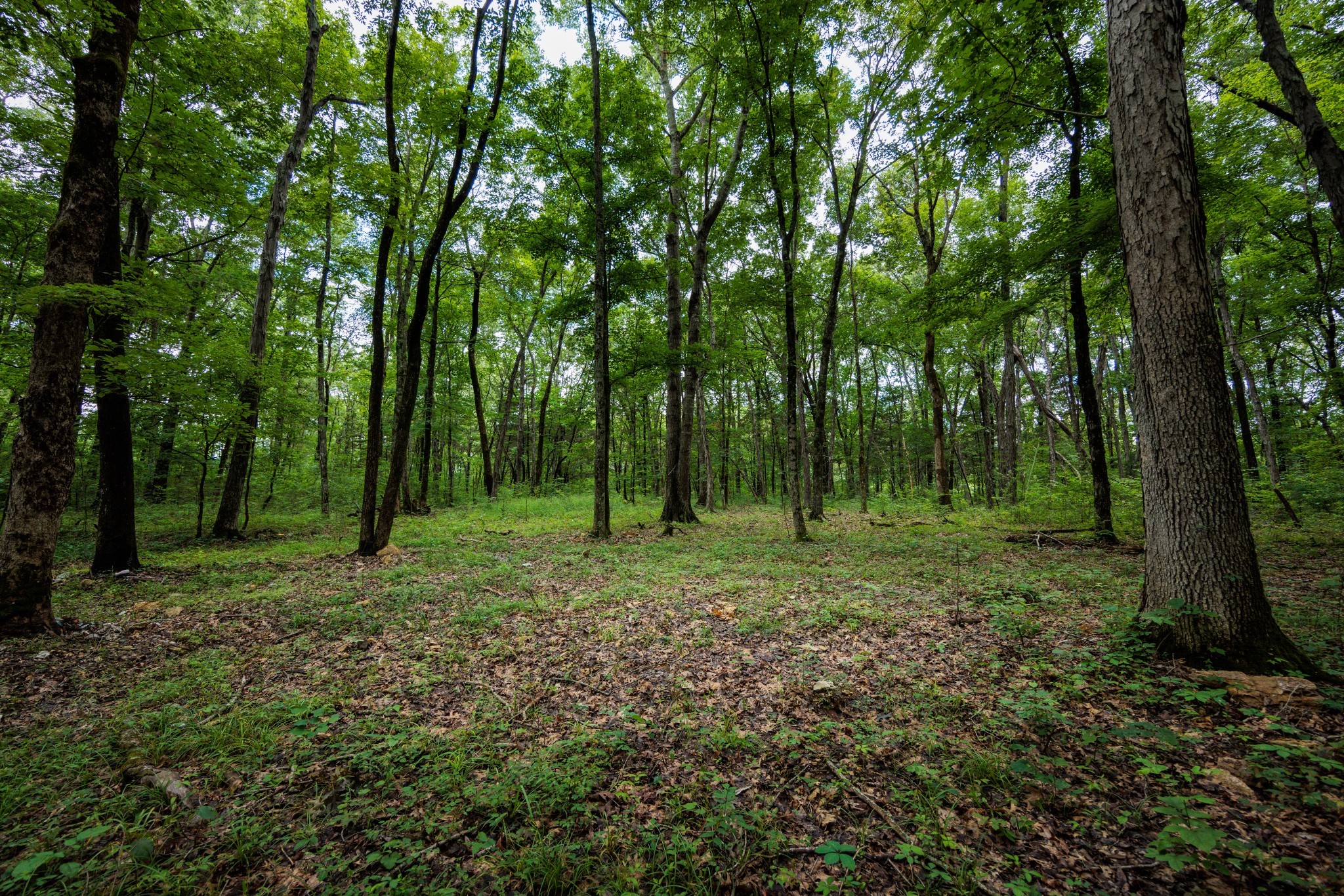 5131 Lunns Store Road Chapel Hill, TN 37034 - Photo 8 of 11 Gallery Image 8