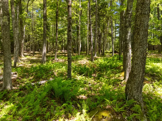 $1,195,000 | 46 Mullins Bog Road, Lincolnville, ME 04849