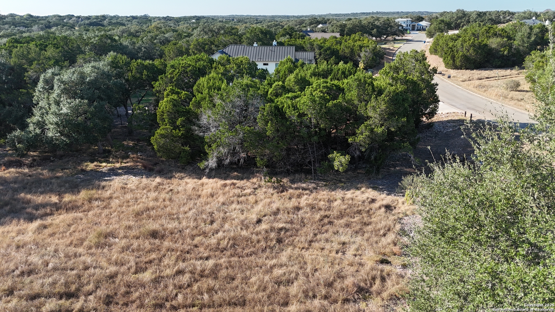 a view of a yard with plants and large trees