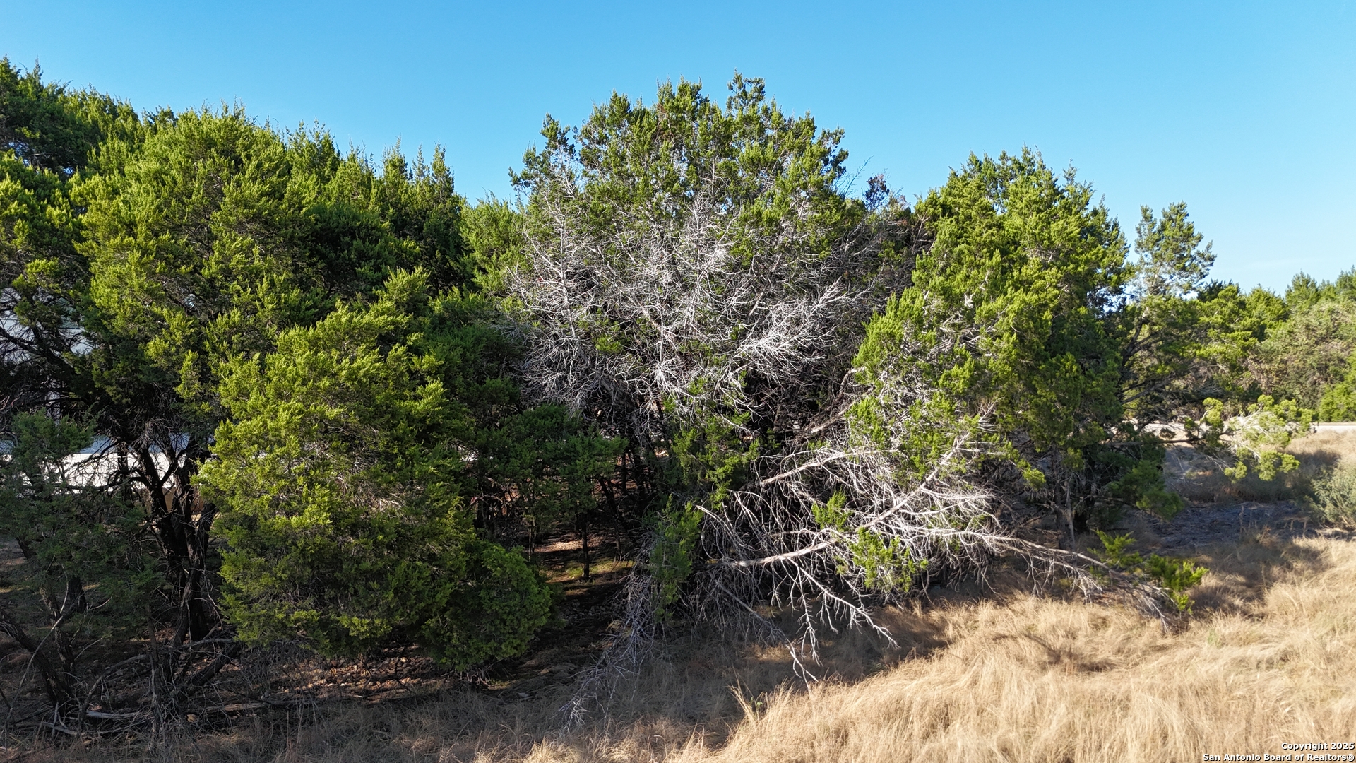 27227 Eichenbaum Road New Braunfels, TX 78132 - Photo 10 of 16 a view of yard