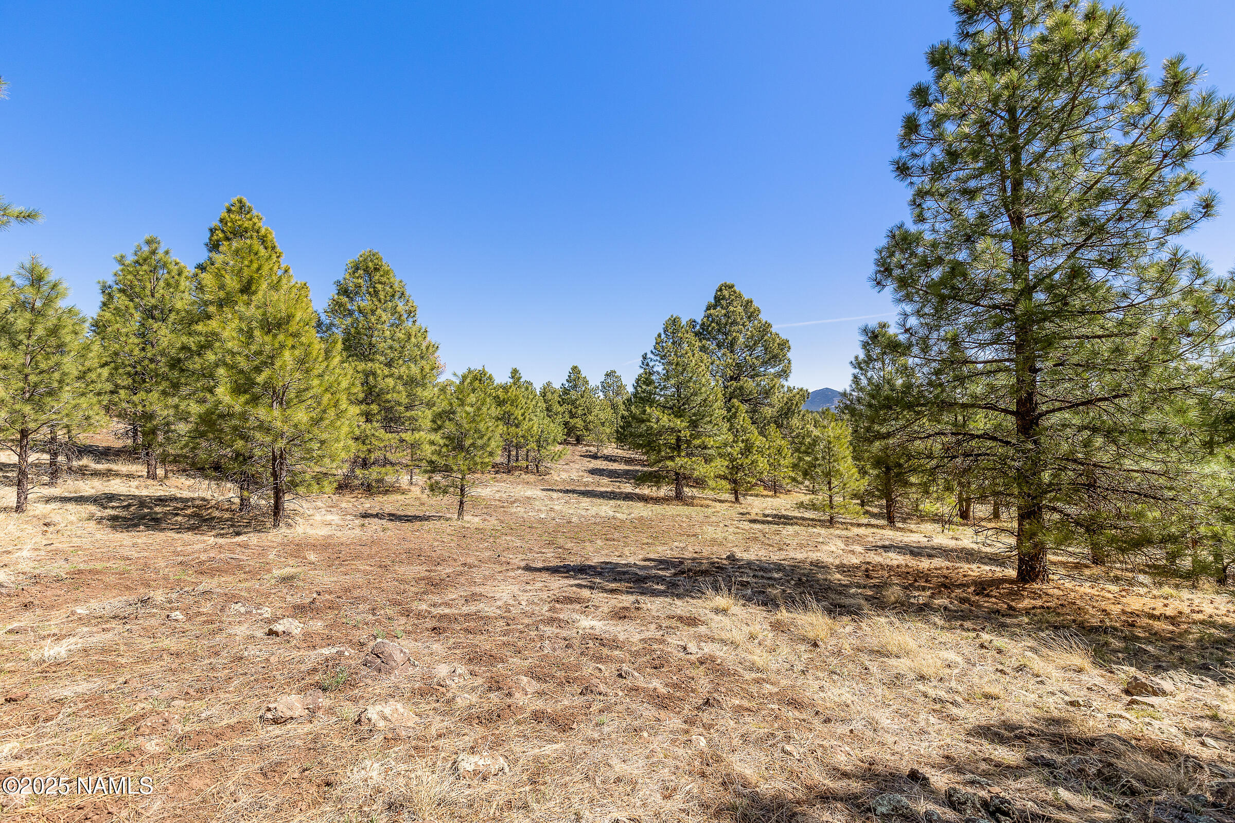 747 North Davenport Lk Road Williams, AZ 86046 - Photo 7 of 24 a view of dirt yard with a tree