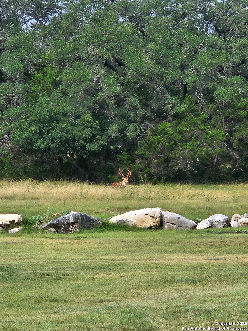 2110 Phantom Rider Trail Spring Branch, TX 78070 - Photo 5 of 11