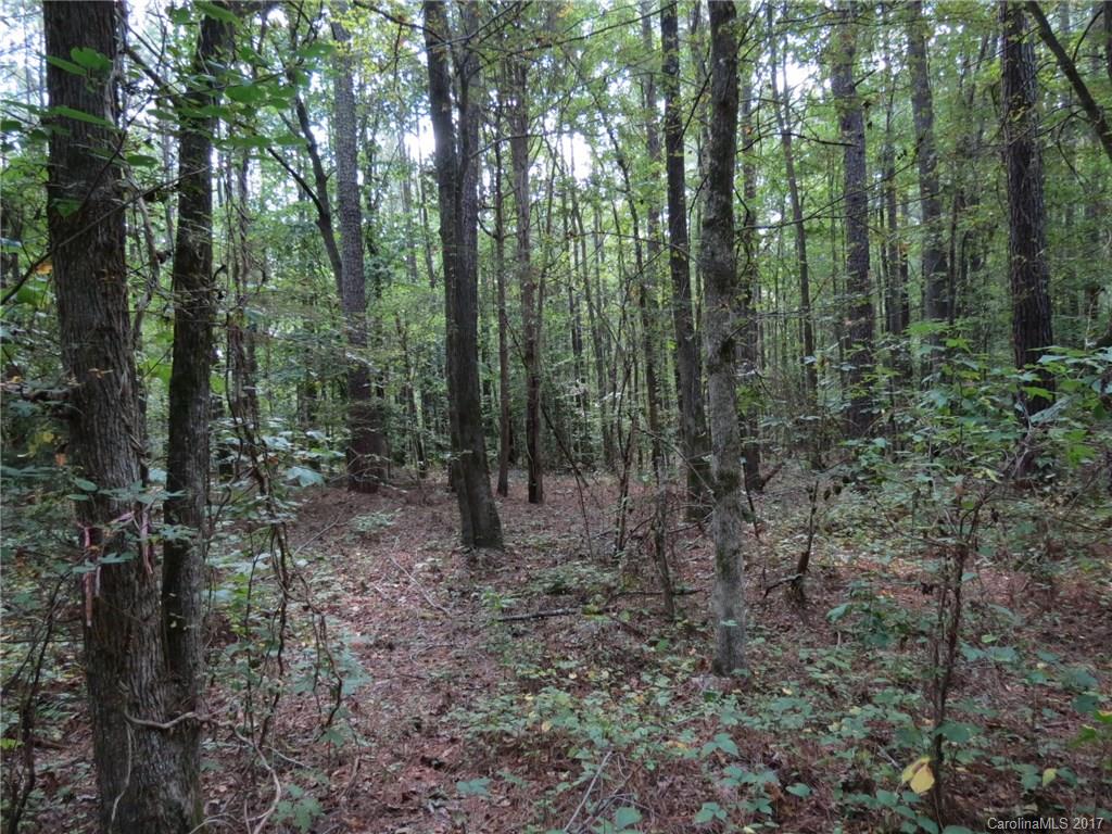 a view of a forest with trees in the background