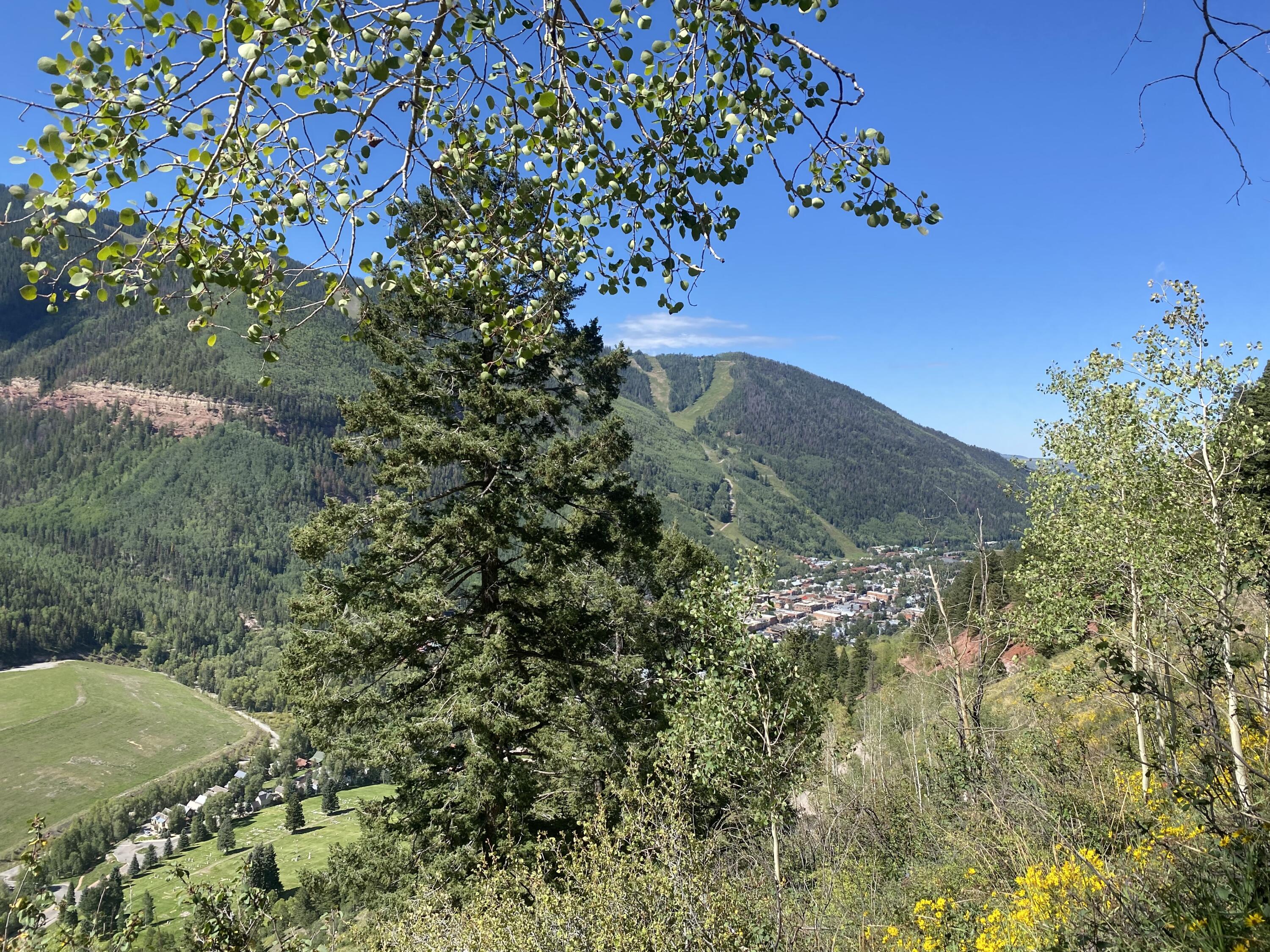 13885 Tomboy Road Telluride, CO 81435 - Photo 21 of 29 a view of a tree in a yard