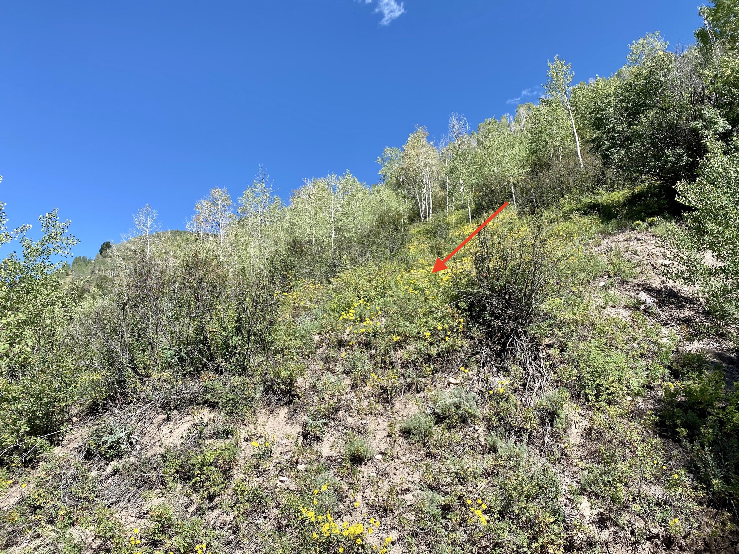 13885 Tomboy Road Telluride, CO 81435 - Photo 23 of 29 a view of a large yard with lots of green space