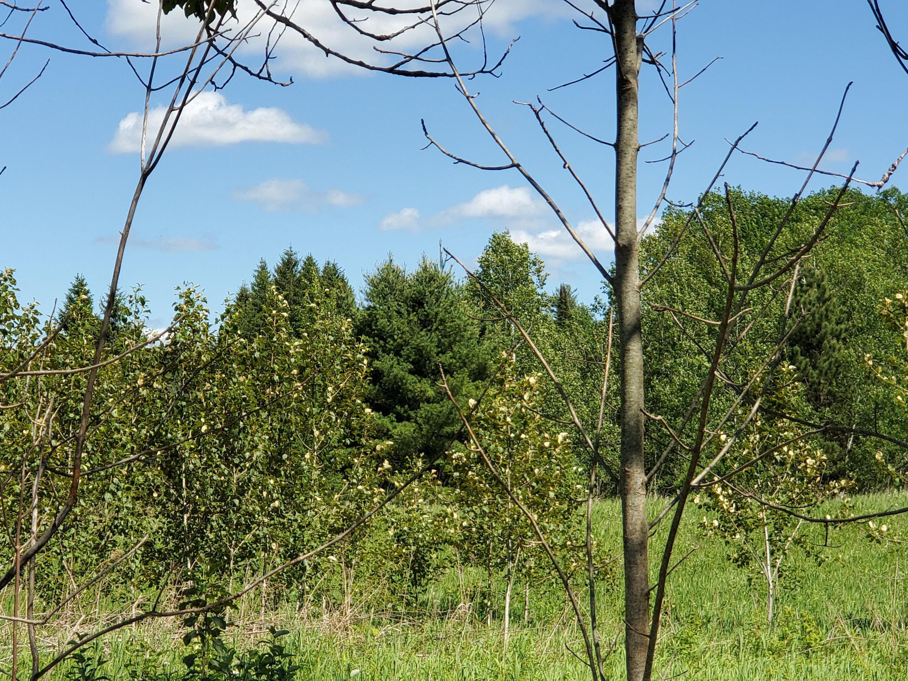 Tower Road Curran, MI 48728 - Photo 13 of 13 Gallery Image 13