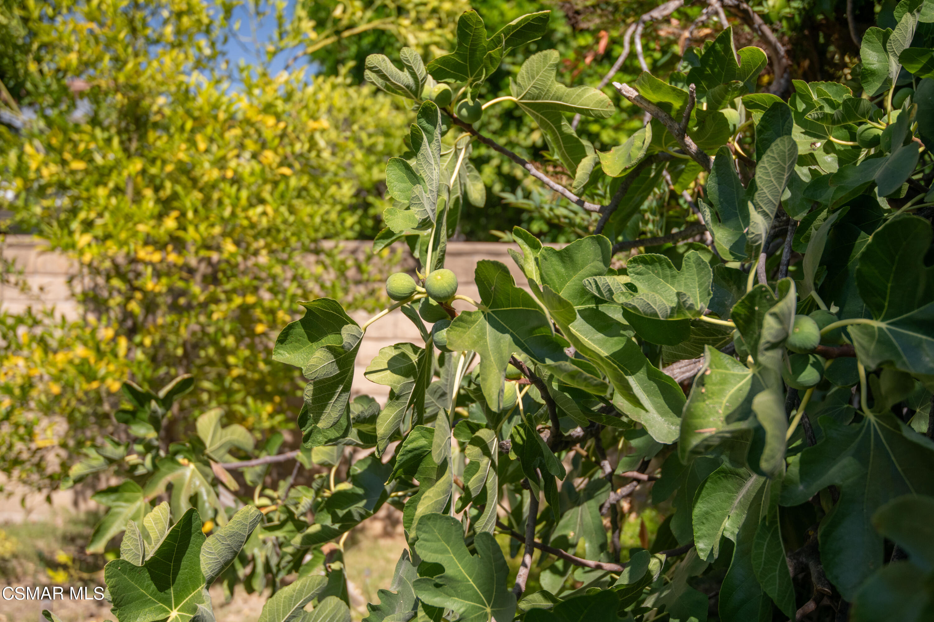 18772 Bermuda Street Porter Ranch, CA 91326 - Photo 29 of 30 fruit 1