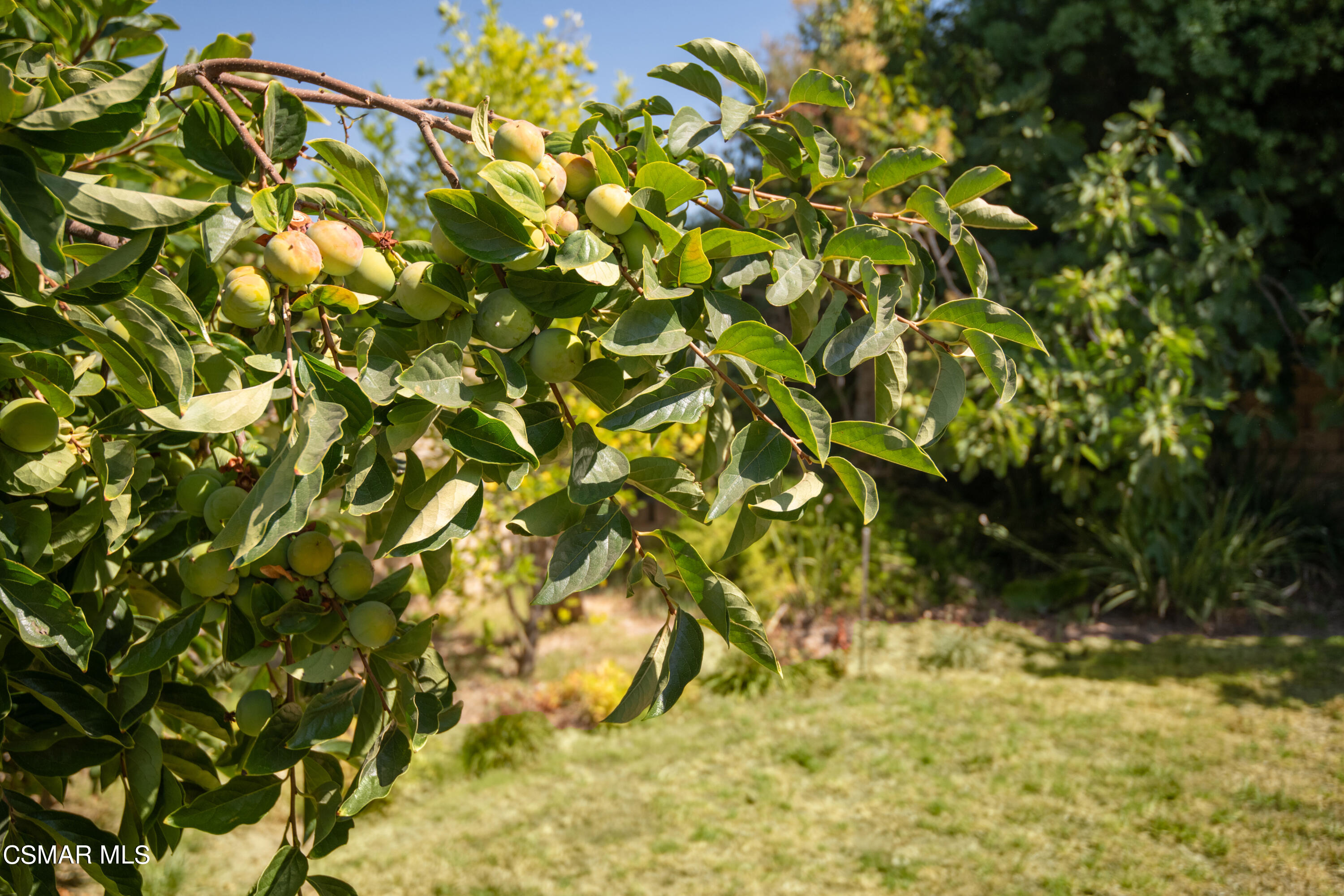 18772 Bermuda Street Porter Ranch, CA 91326 - Photo 30 of 30 fruit 2