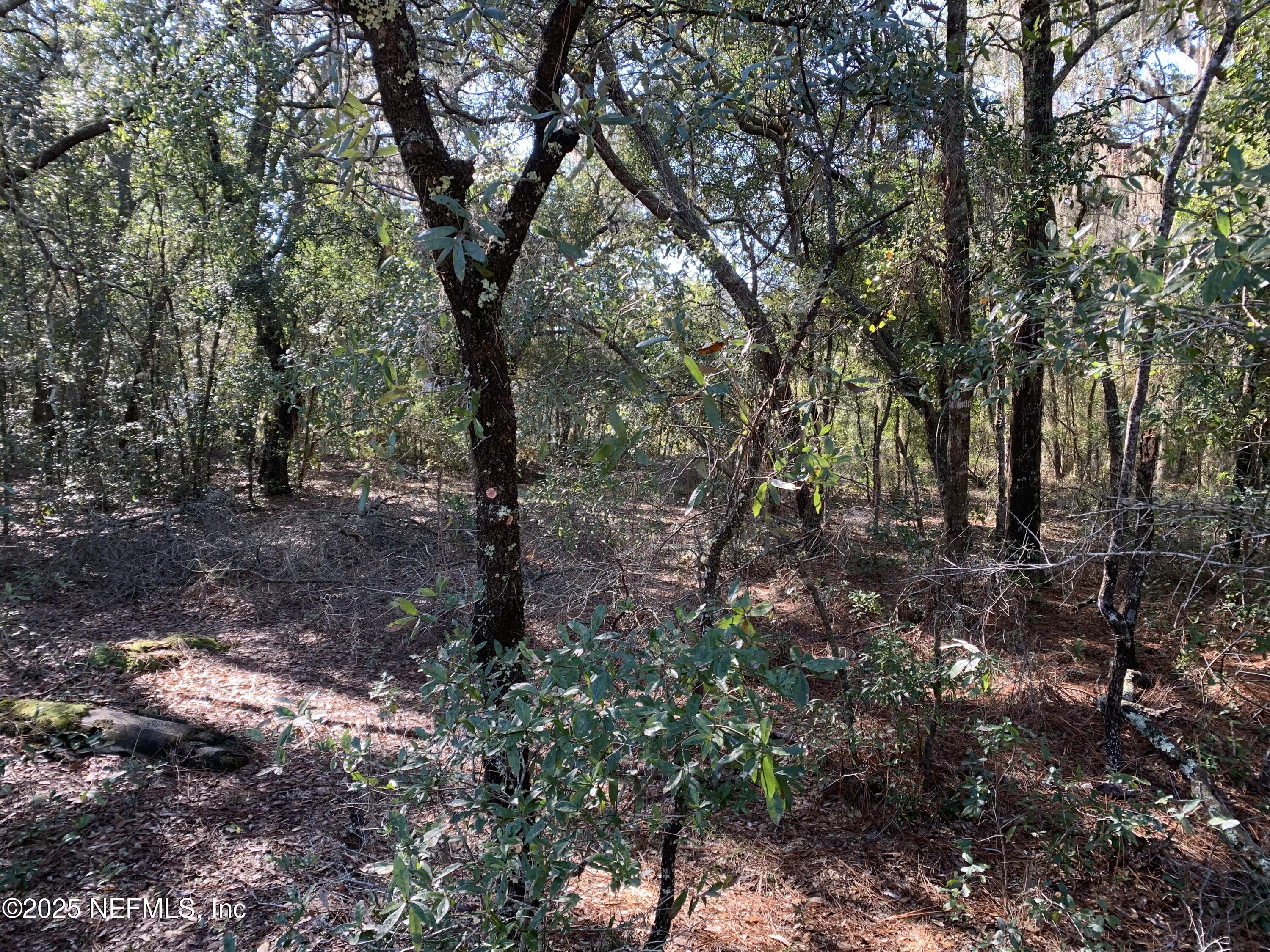 0 Drayton Avenue Interlachen, FL 32148 - Photo 11 of 16 a view of a forest