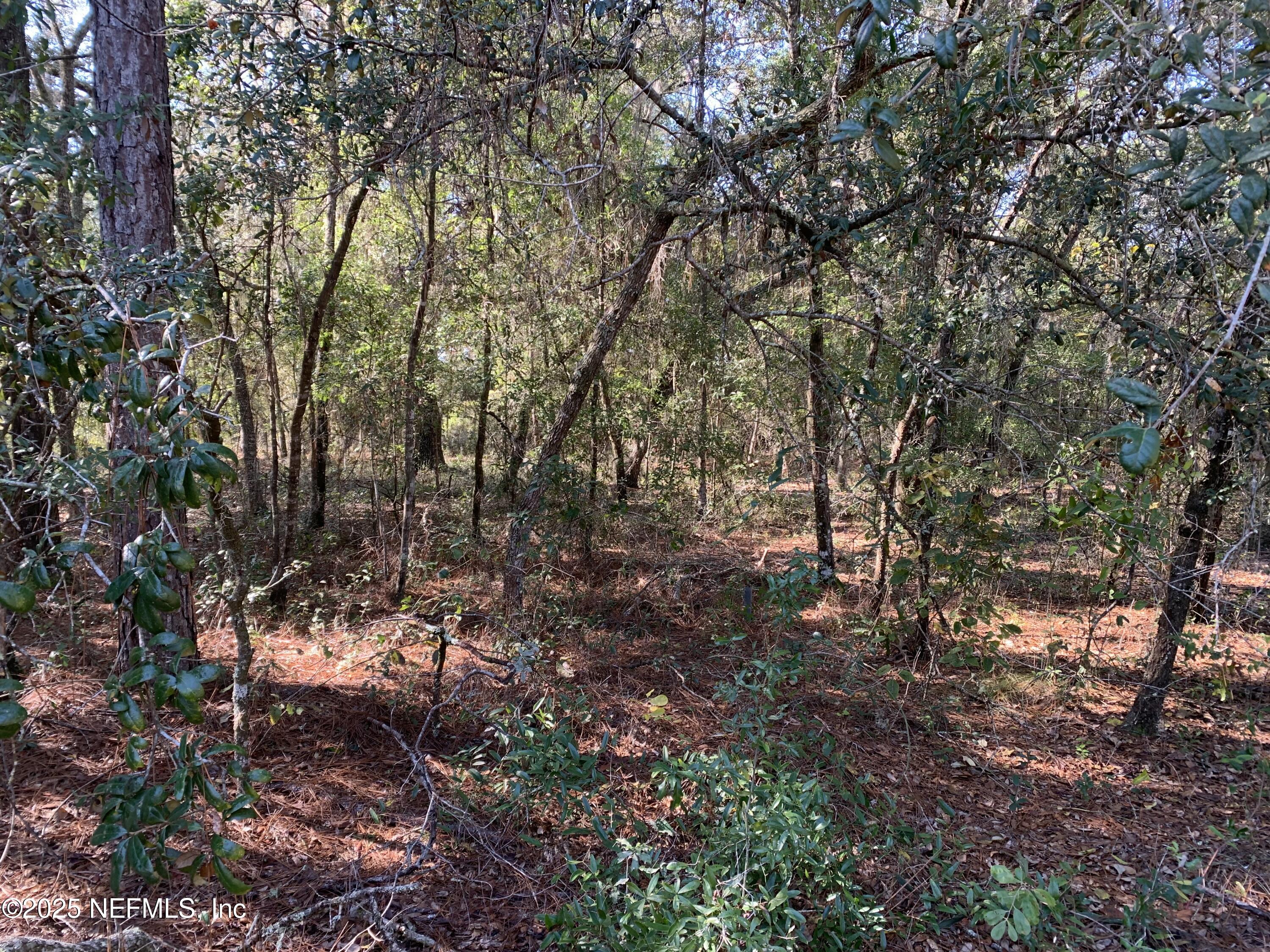 0 Drayton Avenue Interlachen, FL 32148 - Photo 12 of 16 a view of forest