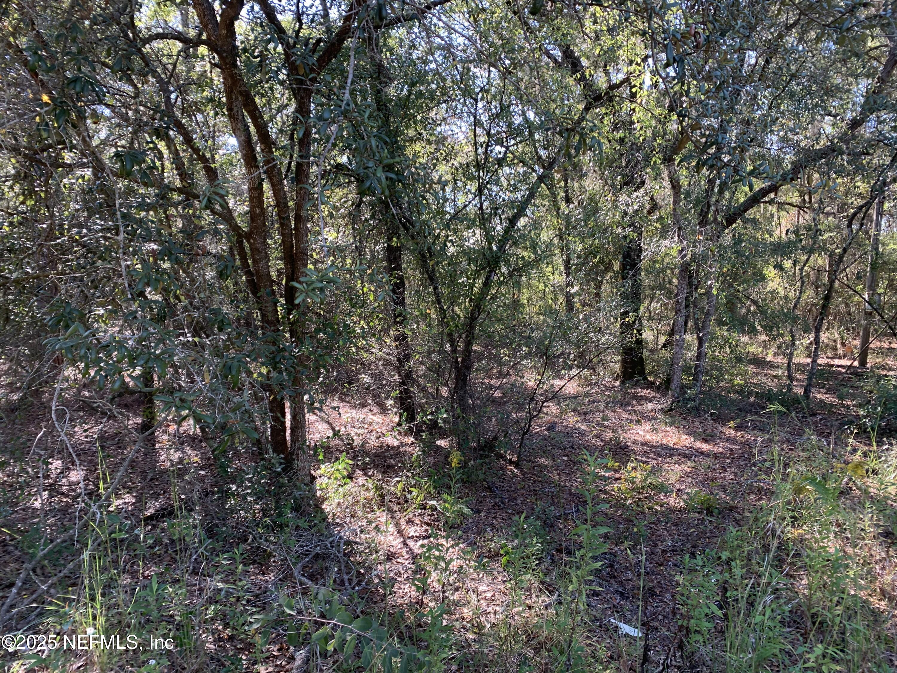 0 Drayton Avenue Interlachen, FL 32148 - Photo 13 of 16 a view of forest