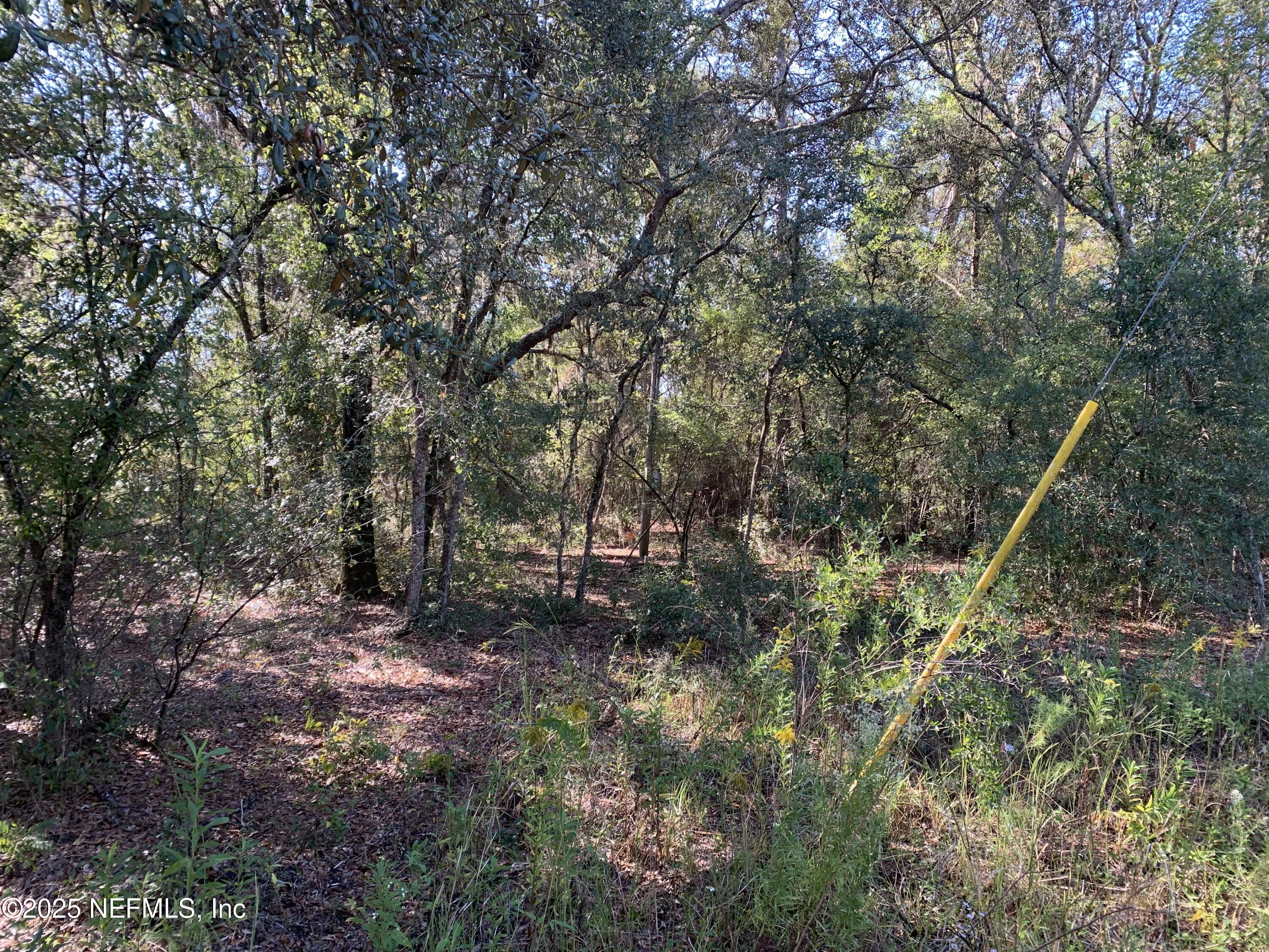 0 Drayton Avenue Interlachen, FL 32148 - Photo 14 of 16 a backyard of a house with lots of plants and trees