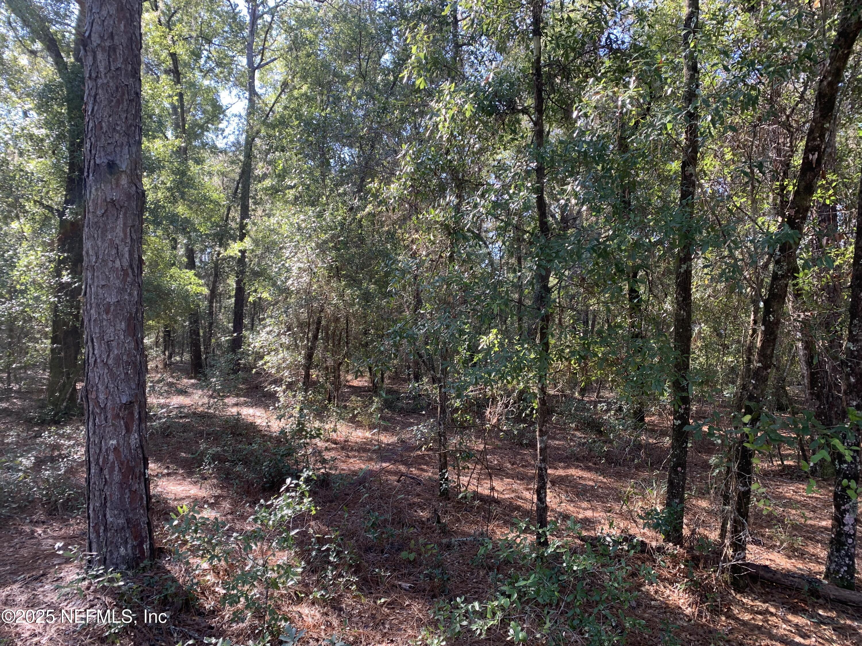 0 Drayton Avenue Interlachen, FL 32148 - Photo 2 of 16 a view of a forest filled with trees